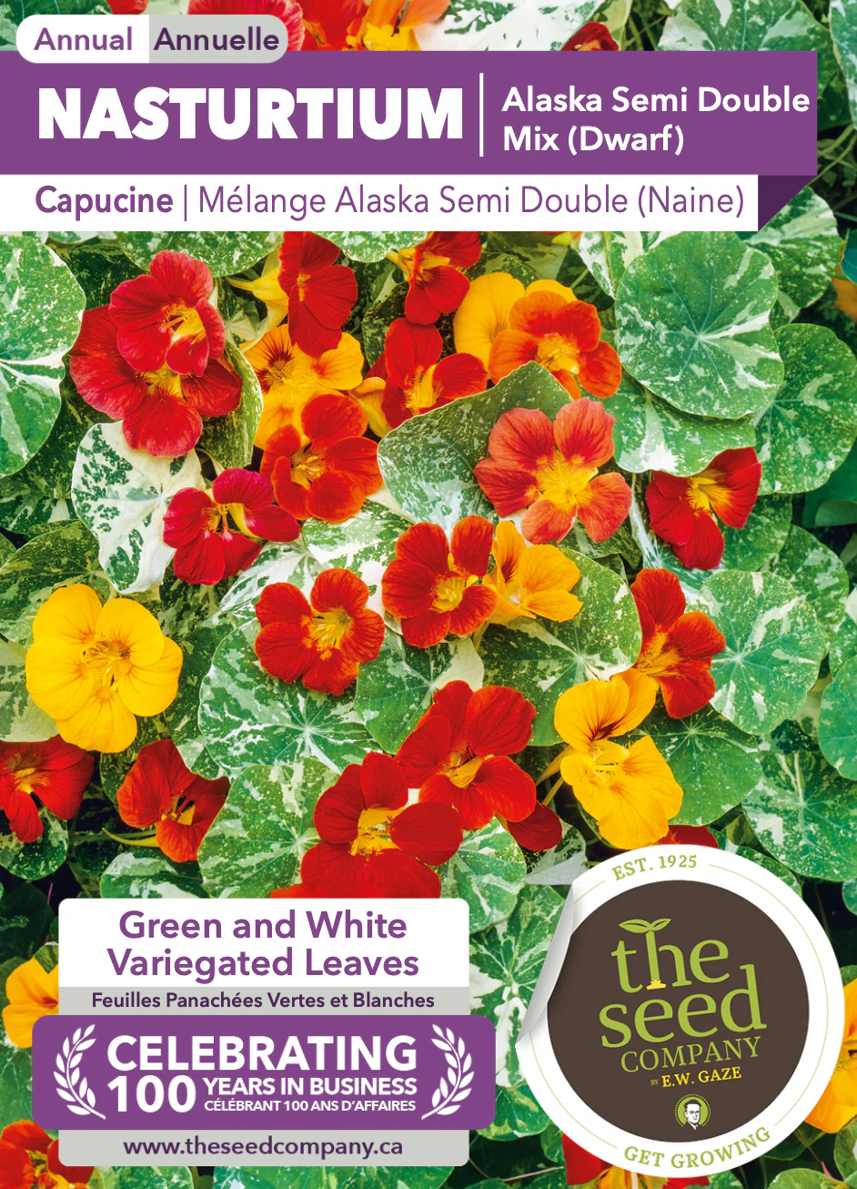 Nasturtium | Alaska Semi Double Mix (Dwarf) - Image 2