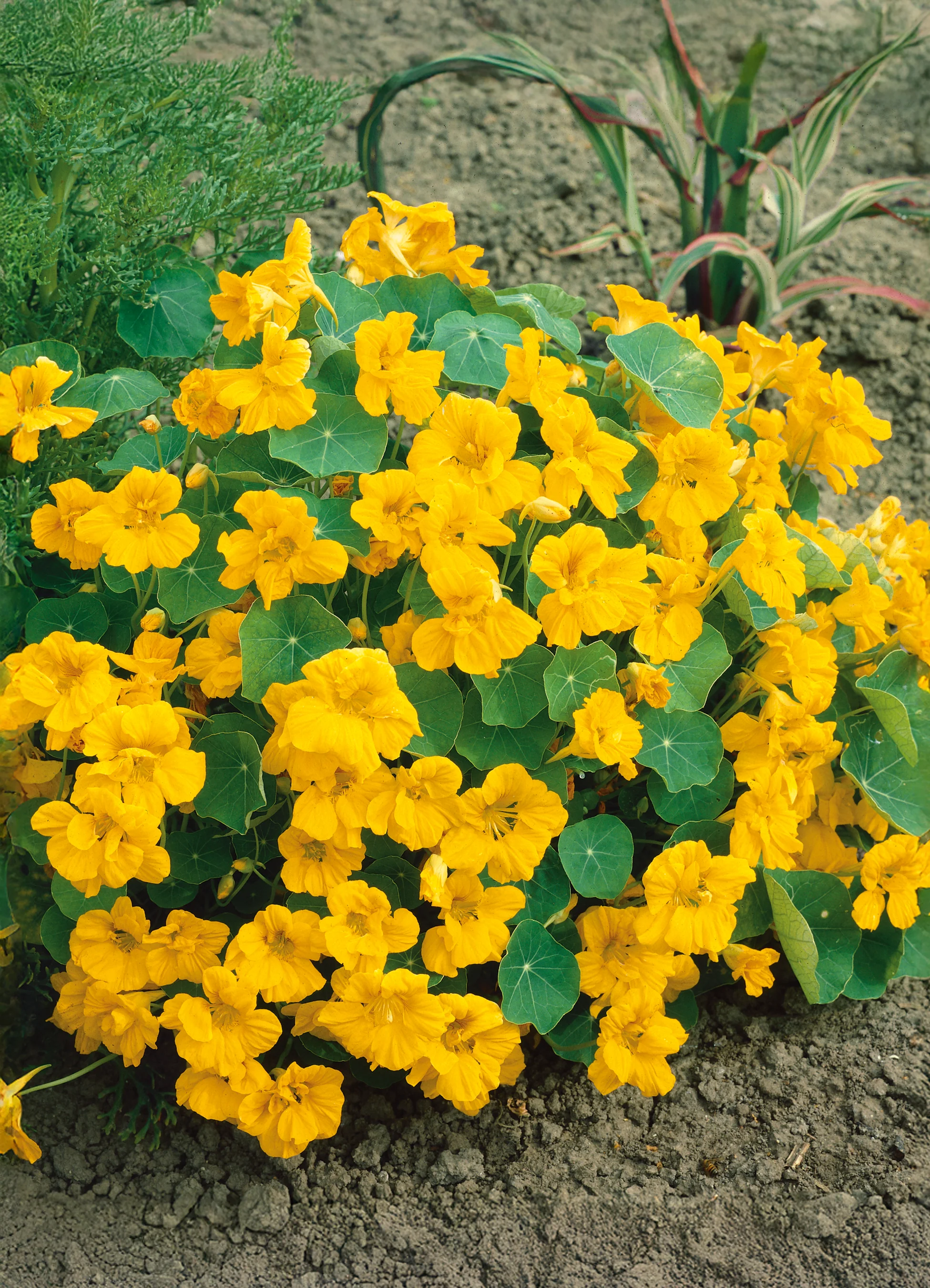 Nasturtium | Golden Gleam Double (Dwarf)