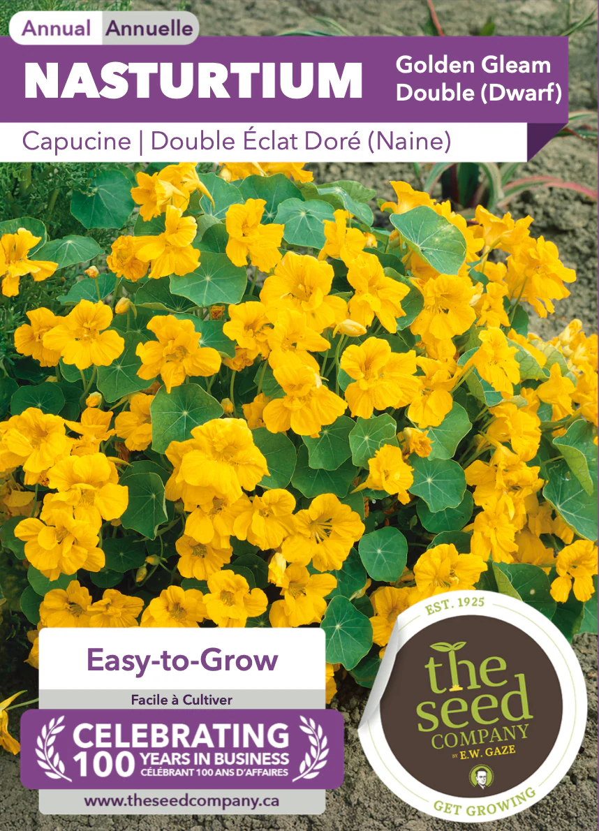 Nasturtium | Golden Gleam Double (Dwarf) - Image 2
