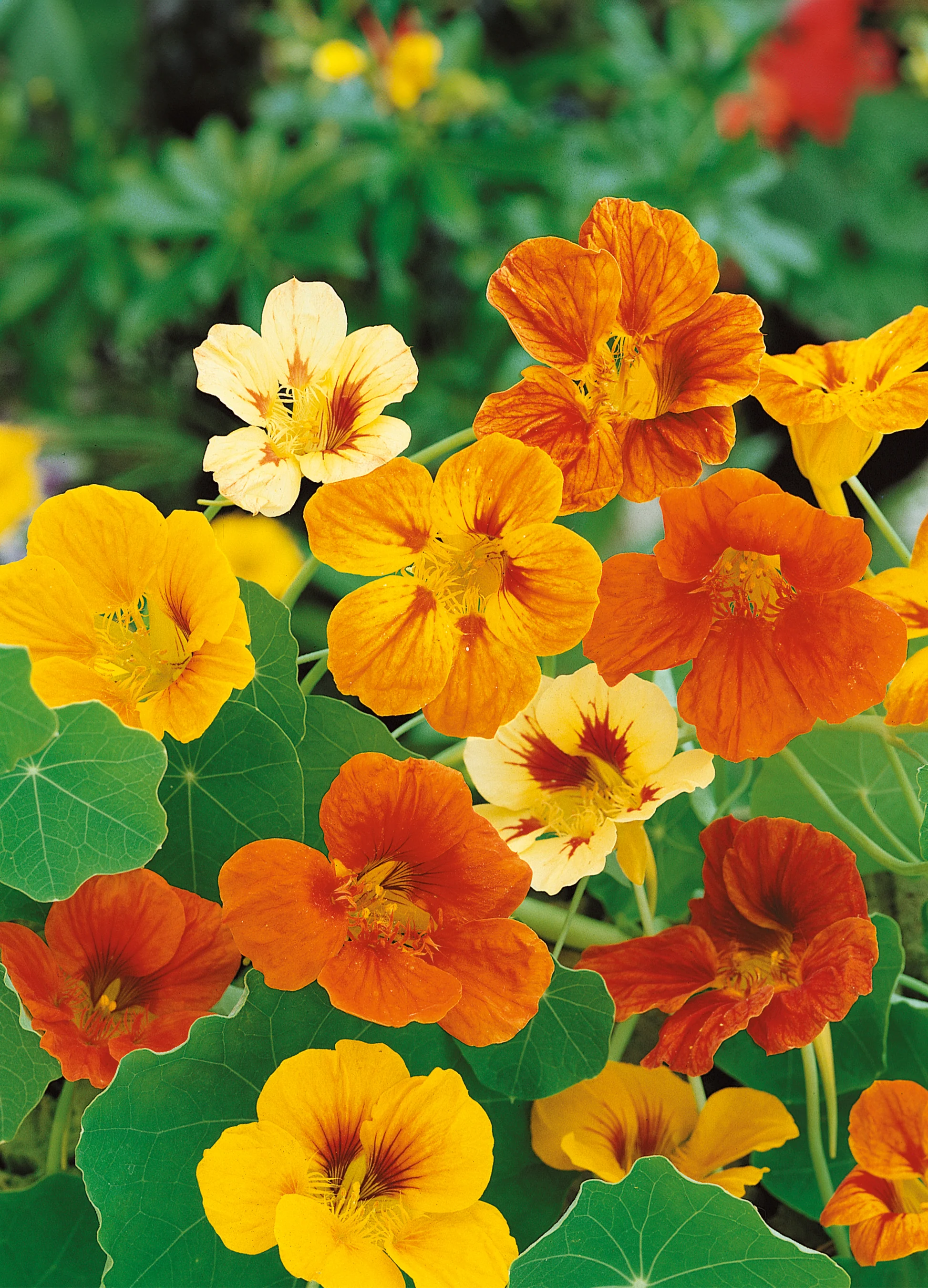 Nasturtium | Tom Thumb Single Mix (Dwarf)