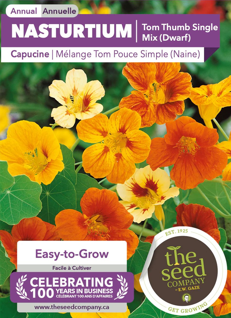 Nasturtium | Tom Thumb Single Mix (Dwarf) - Image 2