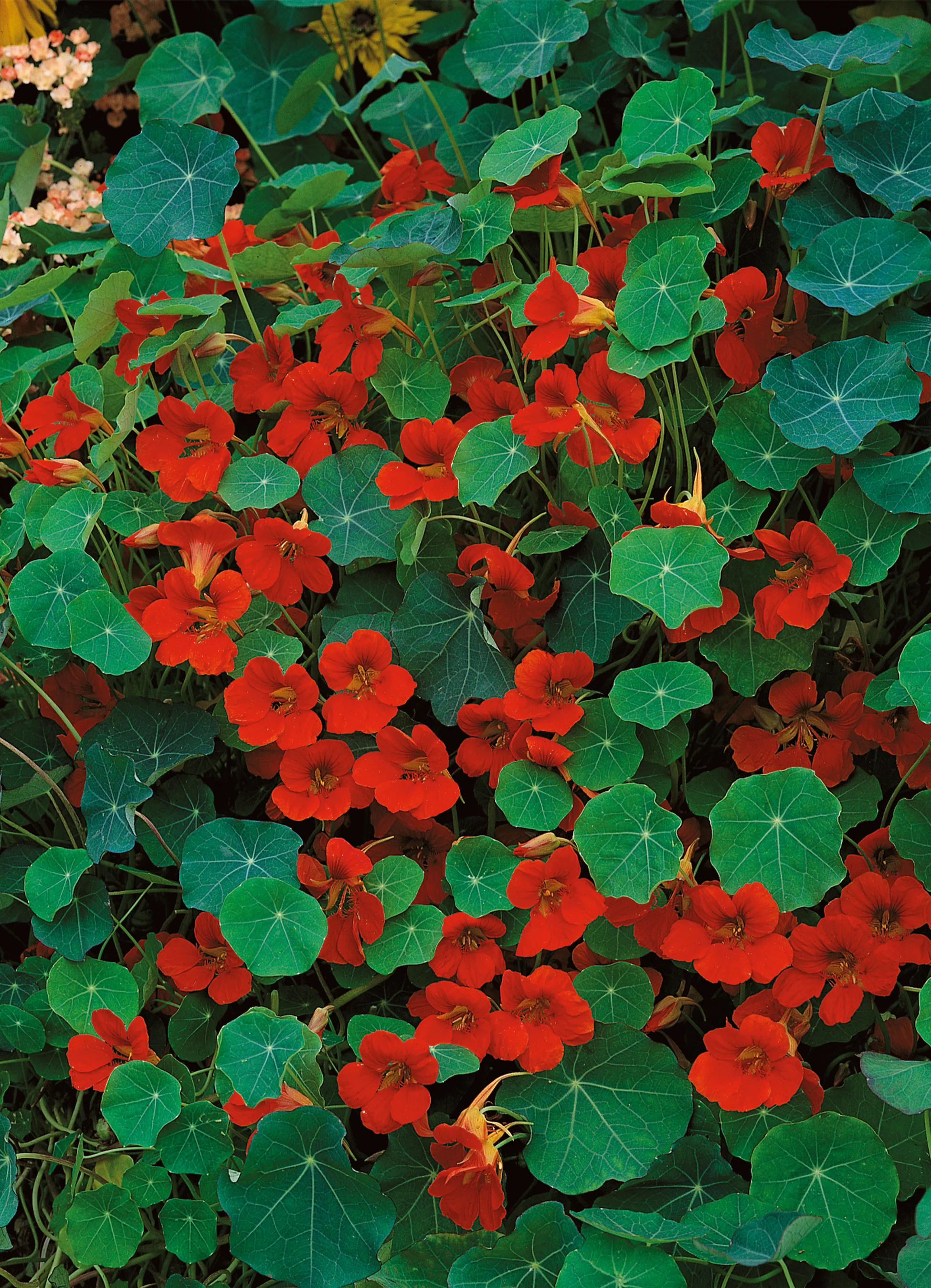 Nasturtium | Scarlet Gleam Semi-Trailing Double