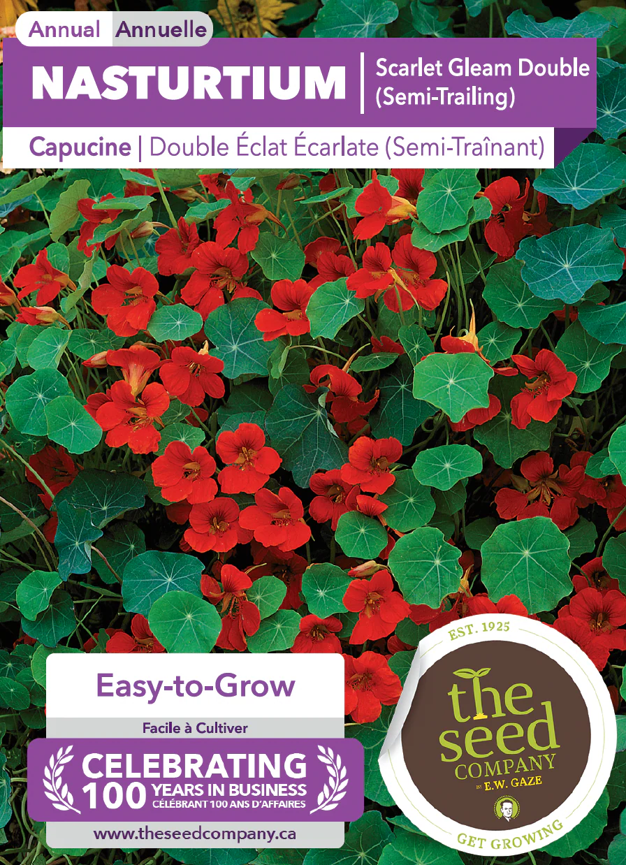 Nasturtium | Scarlet Gleam Semi-Trailing Double - Image 2