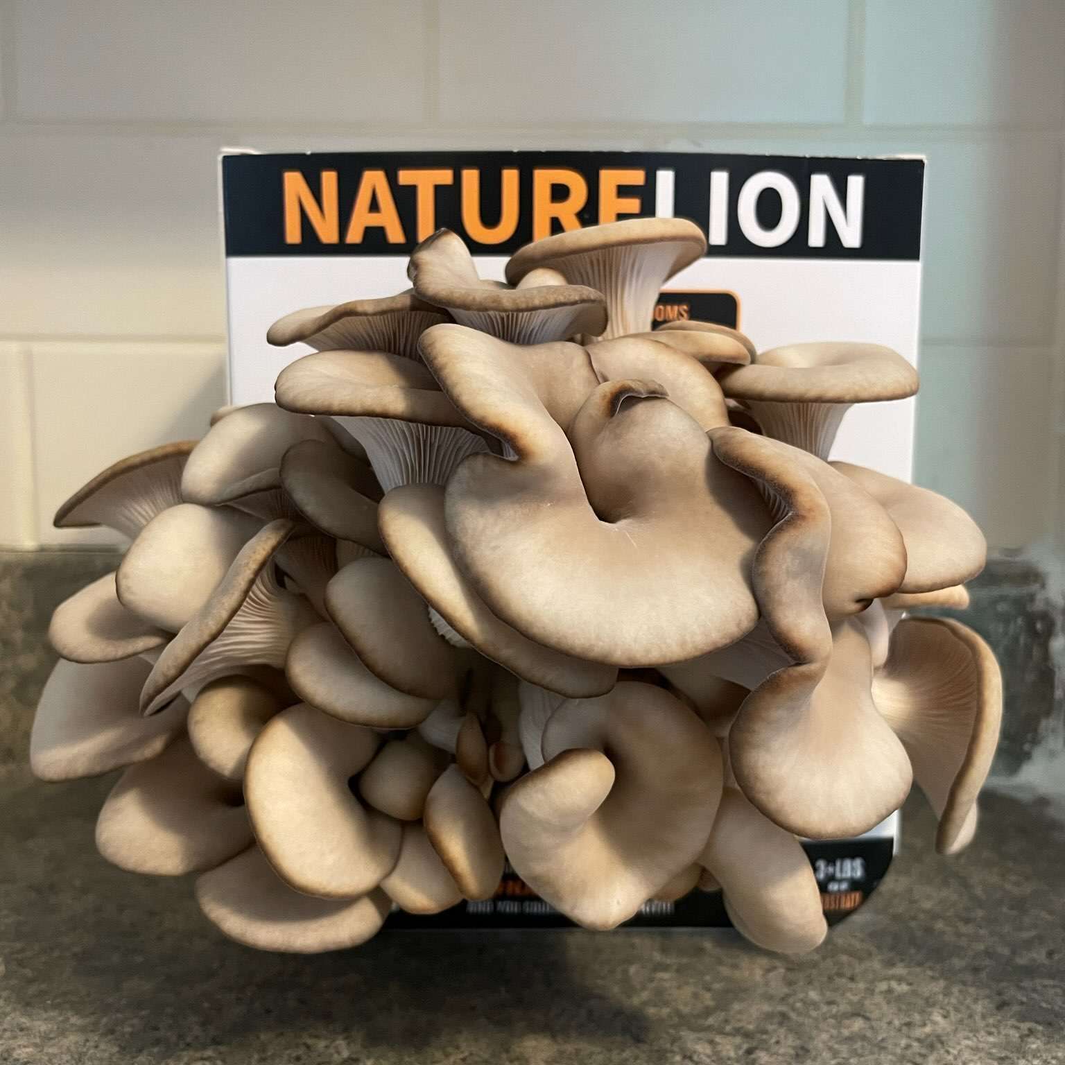 Mushroom Kit | Black Oyster
