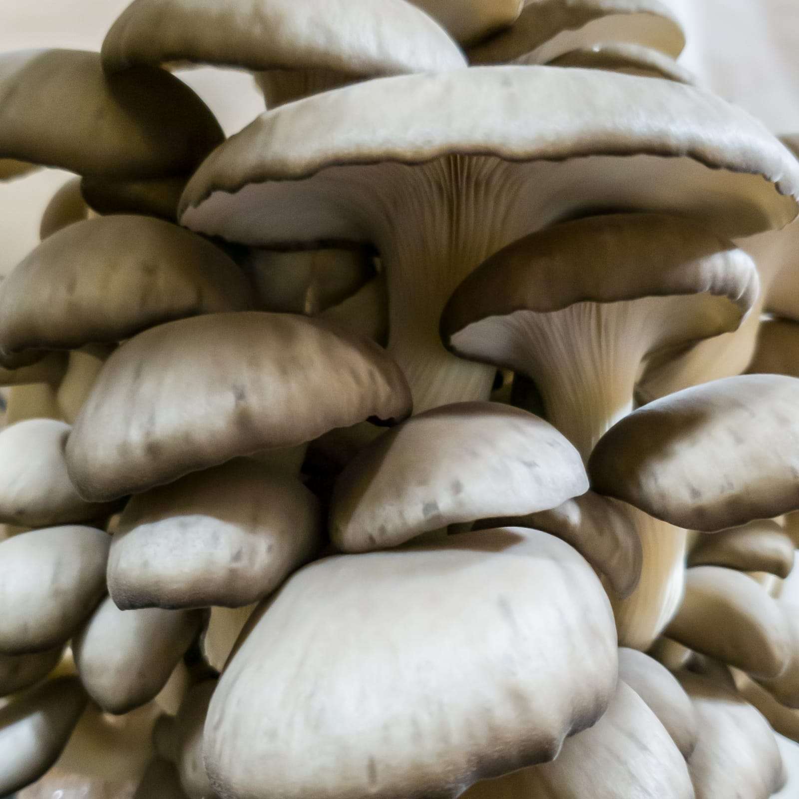 Mushroom Kit | Black Oyster - Image 3