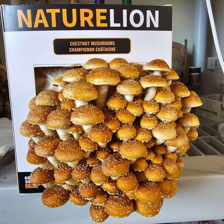 Mushroom Kit | Chestnut