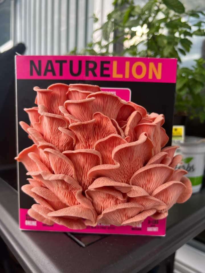 Mushroom Kit | Pink Oyster