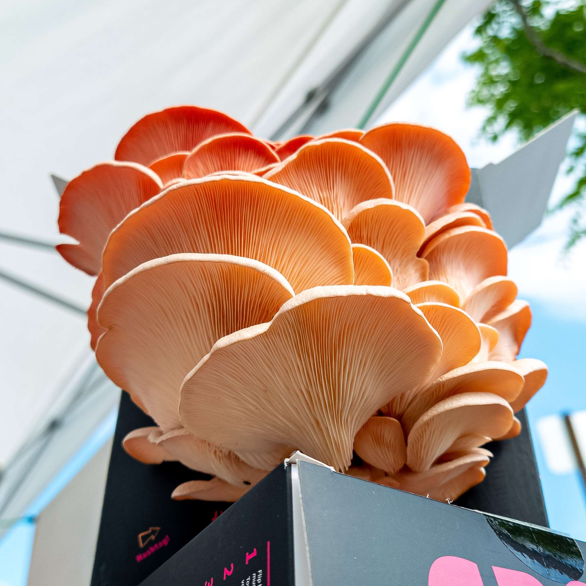 Mushroom Kit | Pink Oyster - Image 3