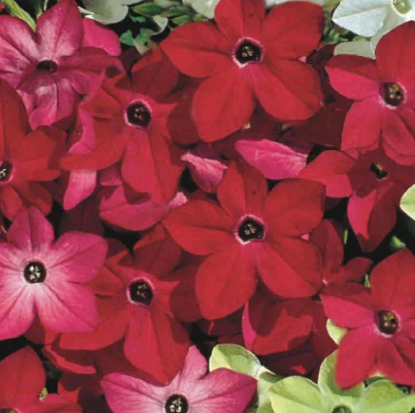 Nicotiana | Crimson Bedder
