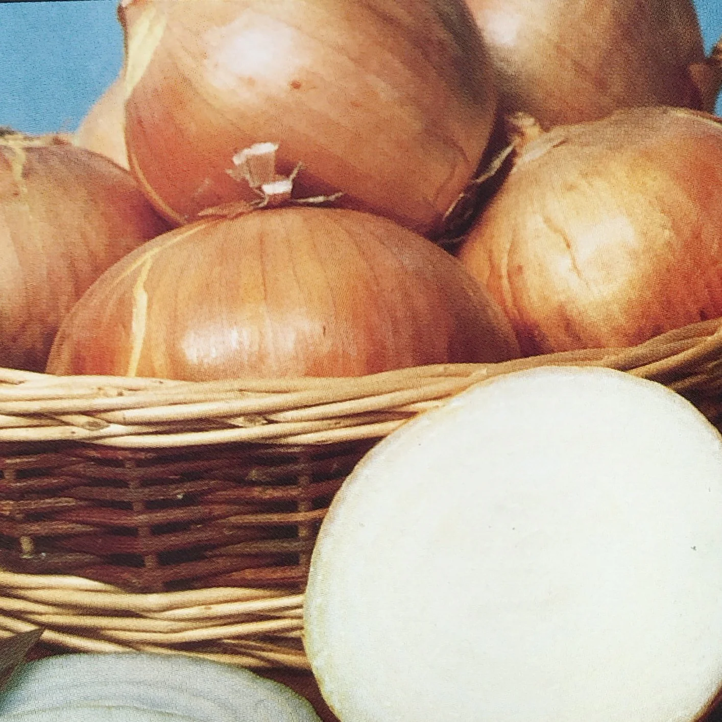 Onion | Walla Walla Sweet - Image 3