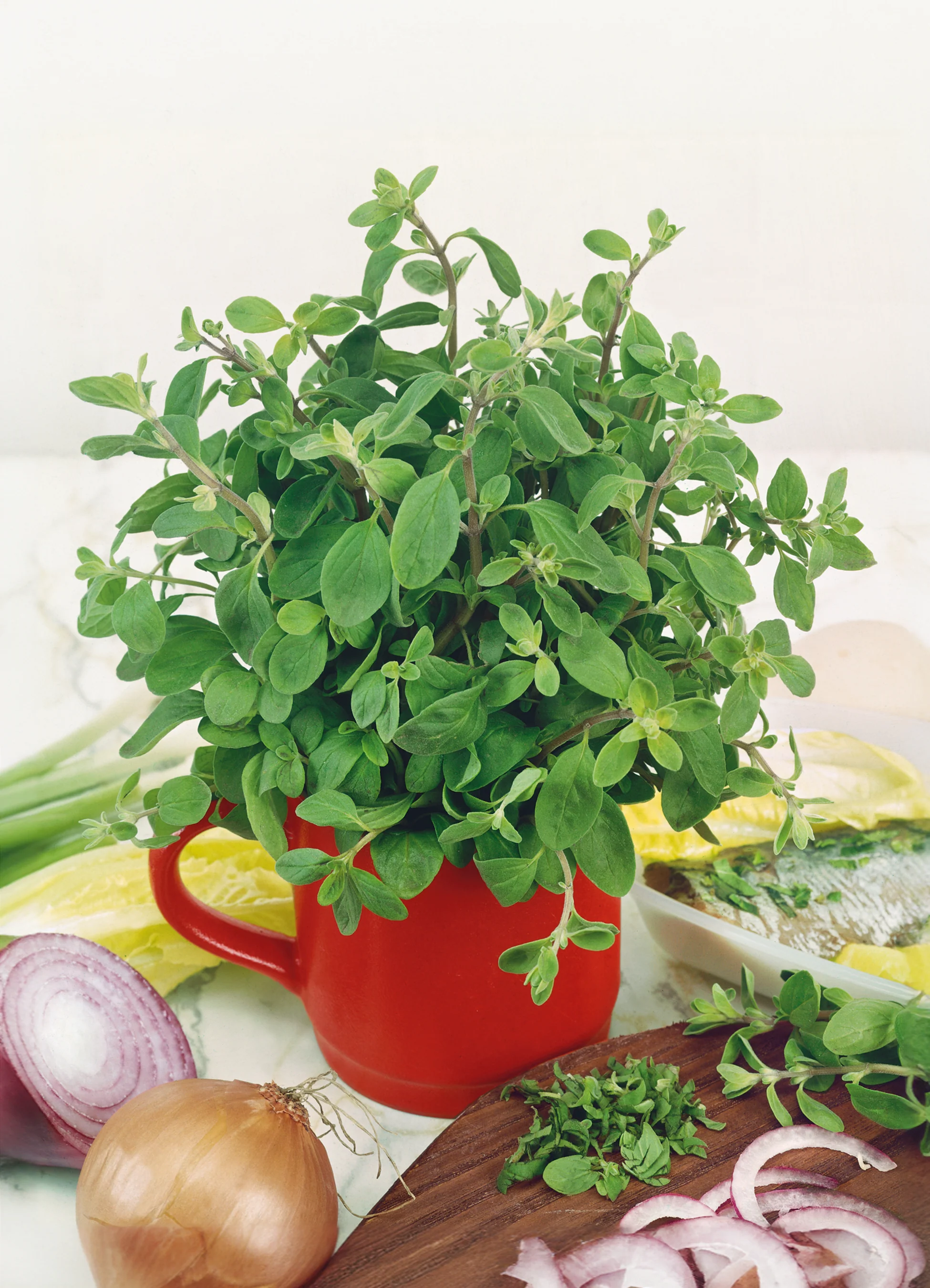 Oregano | Classic