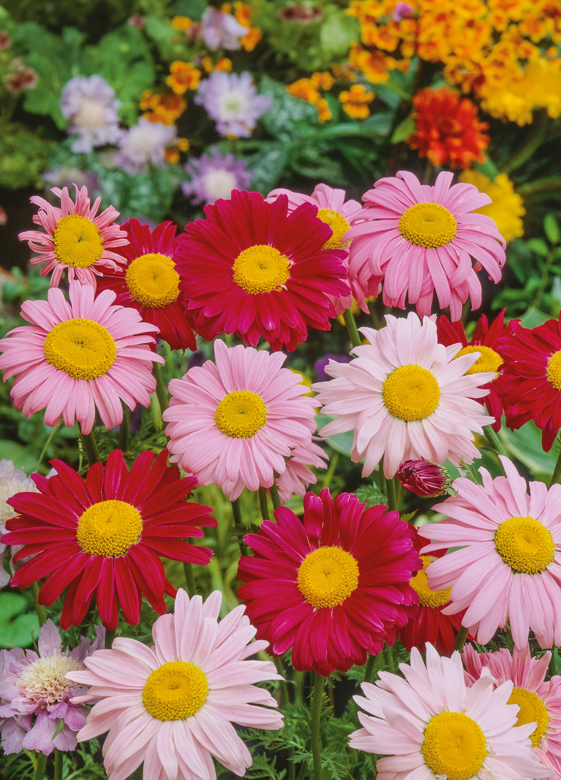Painted Daisy | Robinson's Giant Mix