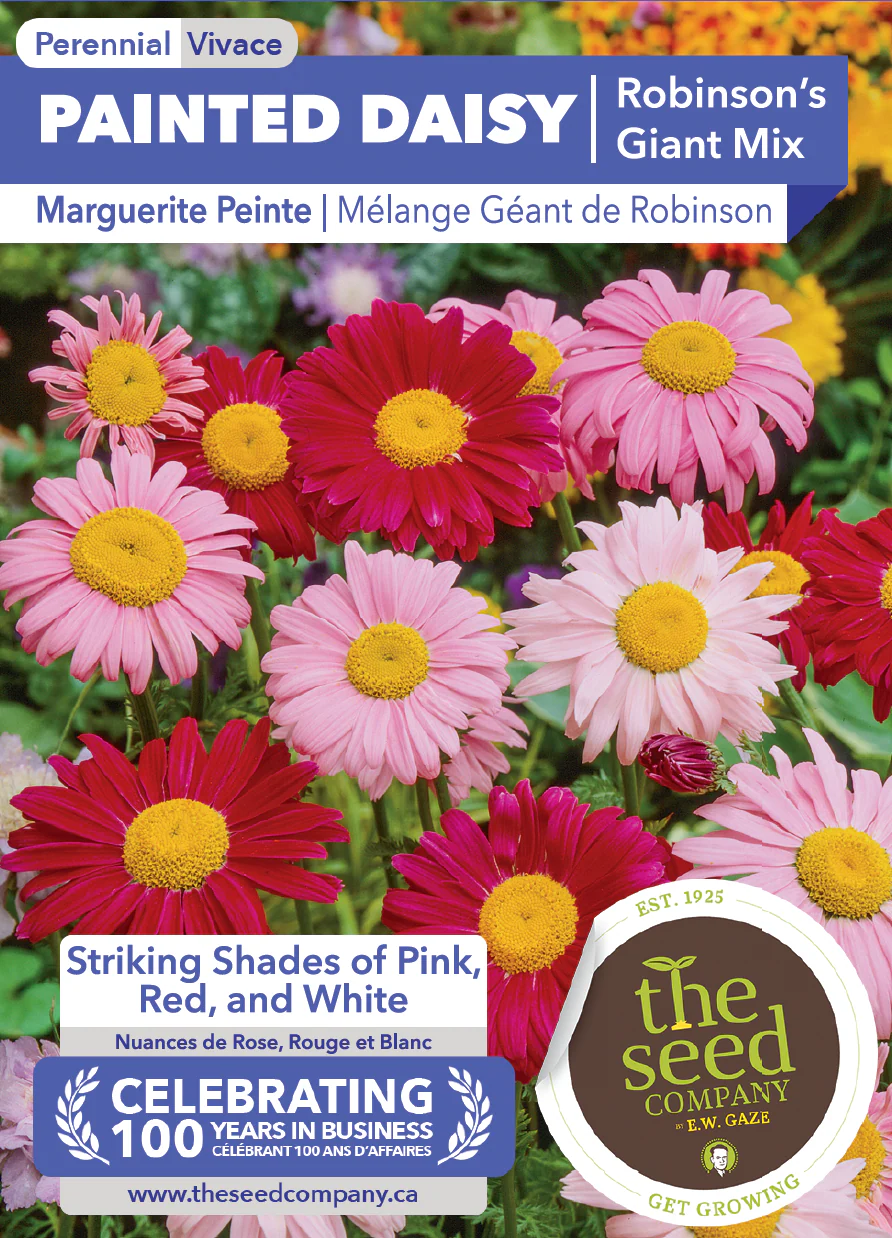 Painted Daisy | Robinson's Giant Mix - Image 2