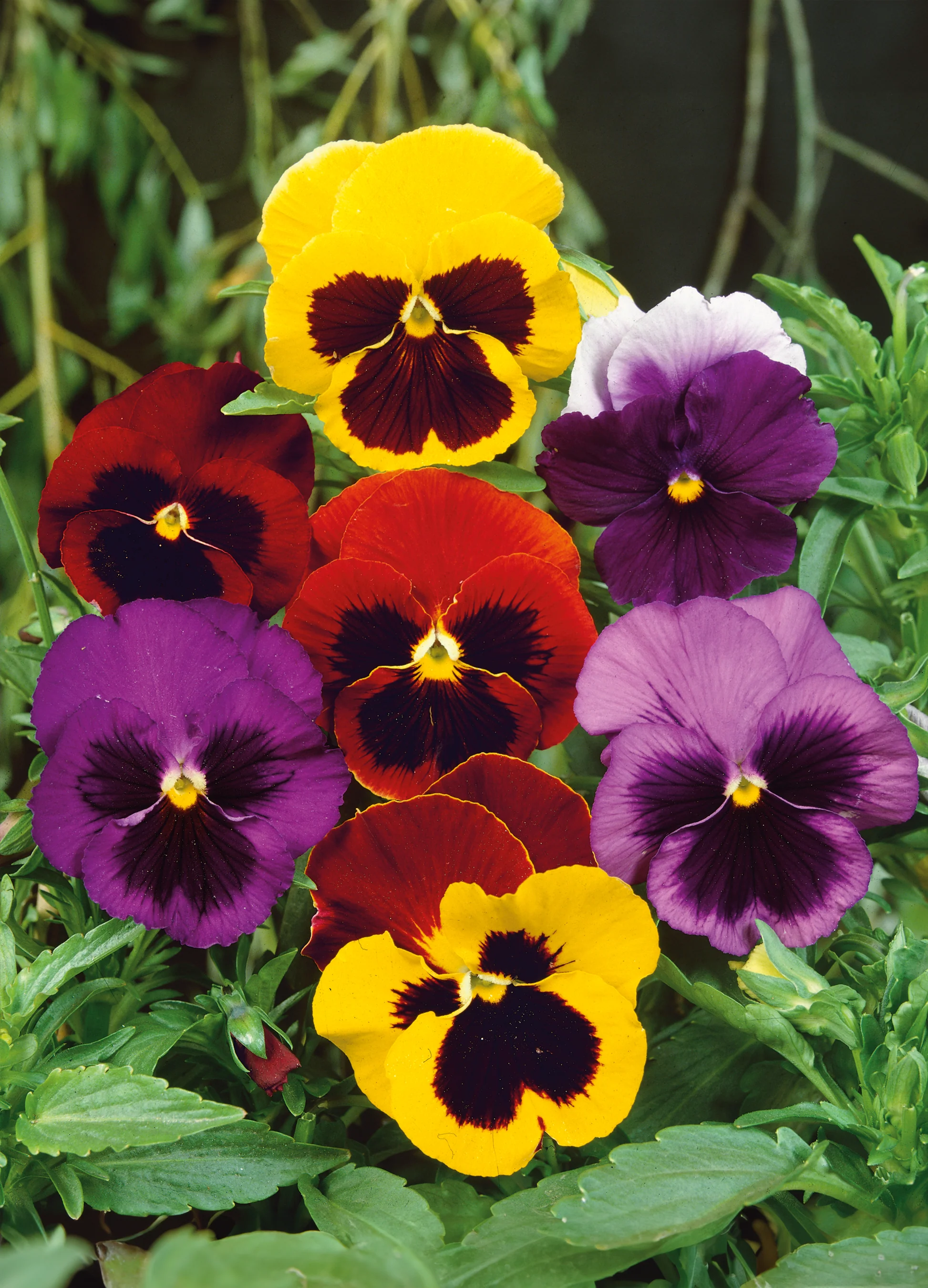 Pansy | Swiss Giants