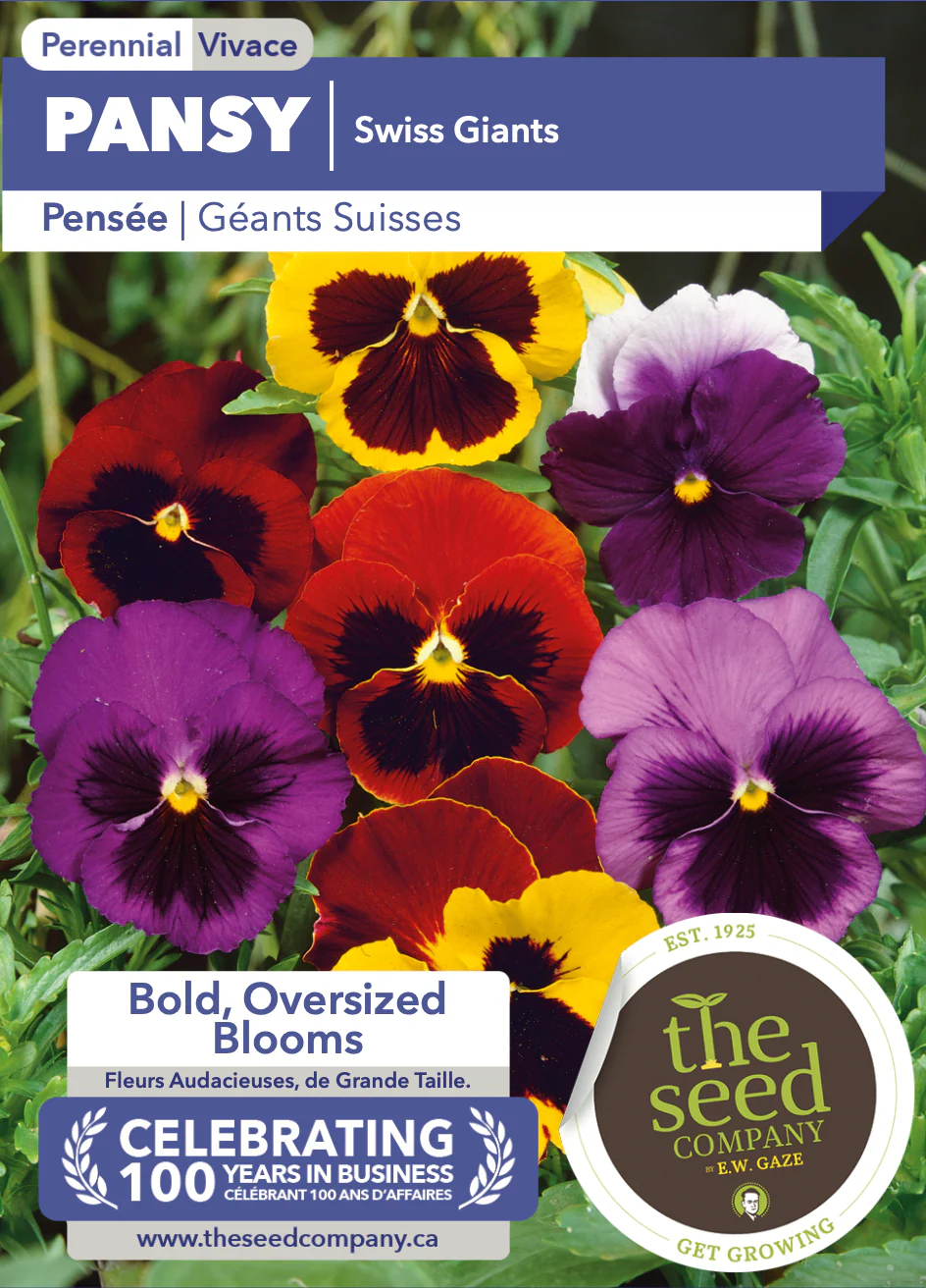 Pansy | Swiss Giants - Image 2