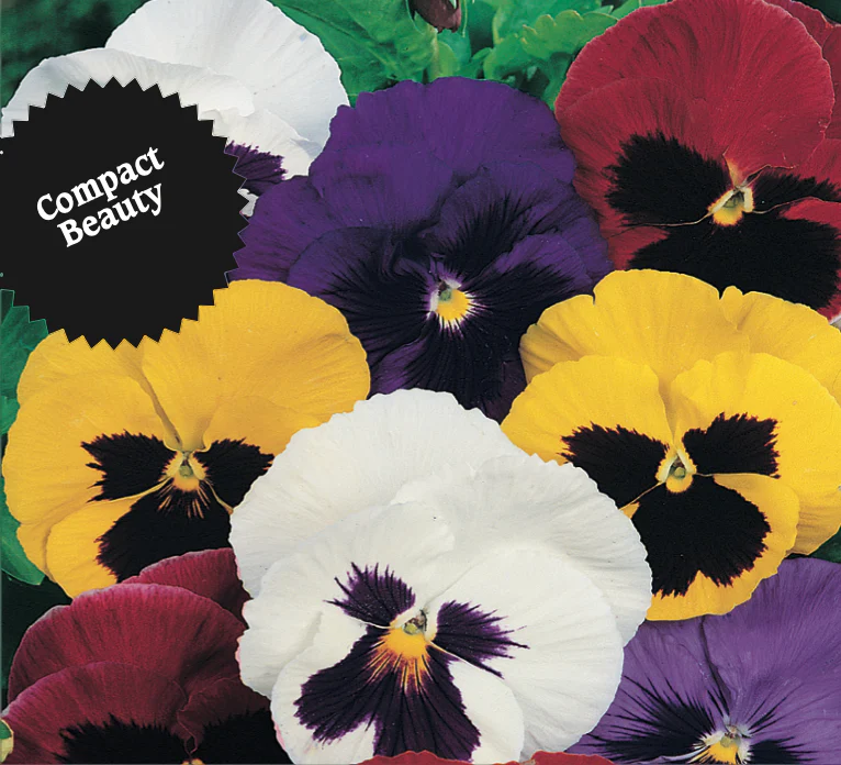 Pansy | Swiss Giants - Image 3