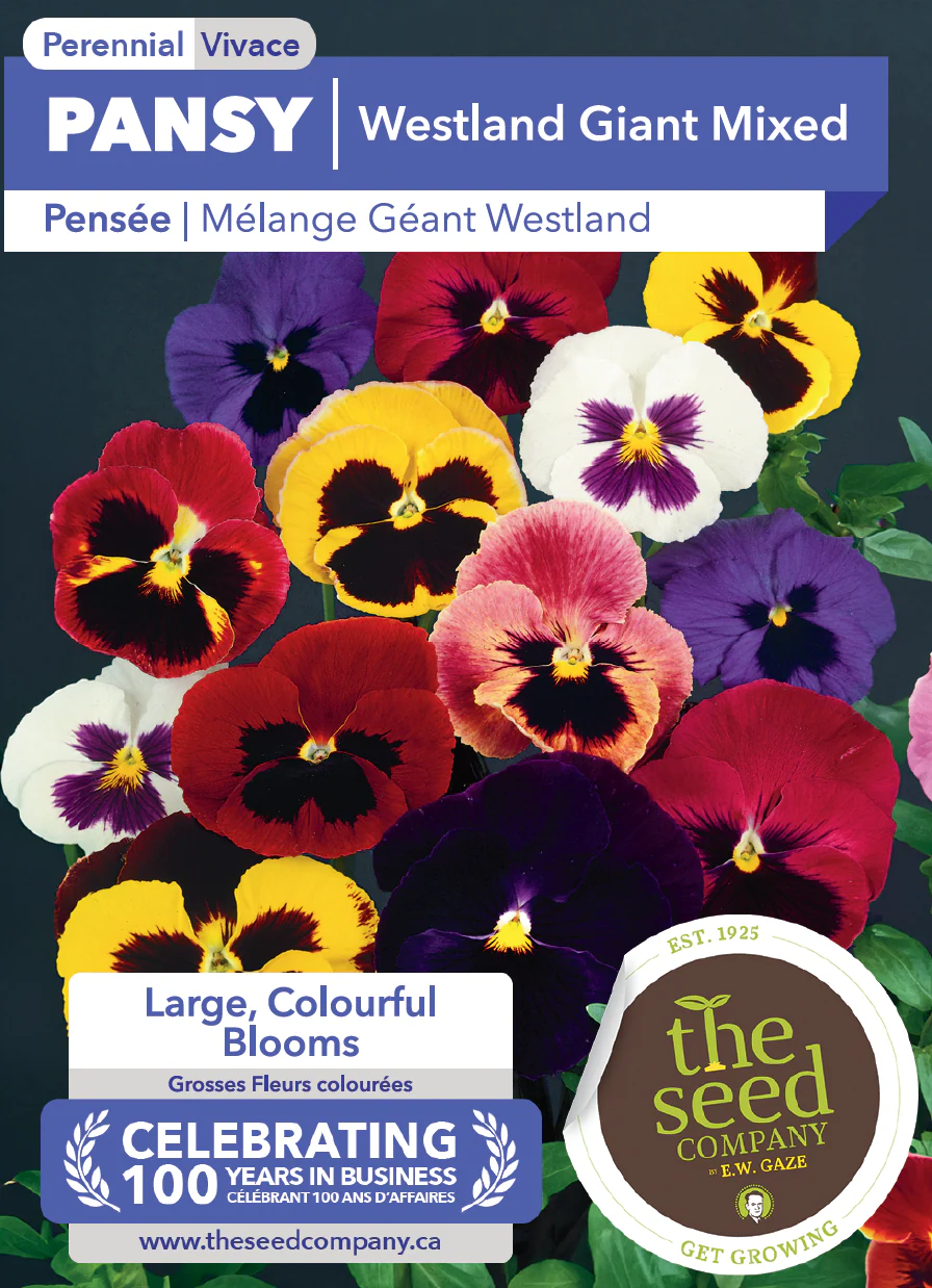 Pansy | Westland Giant Mixed - Image 2