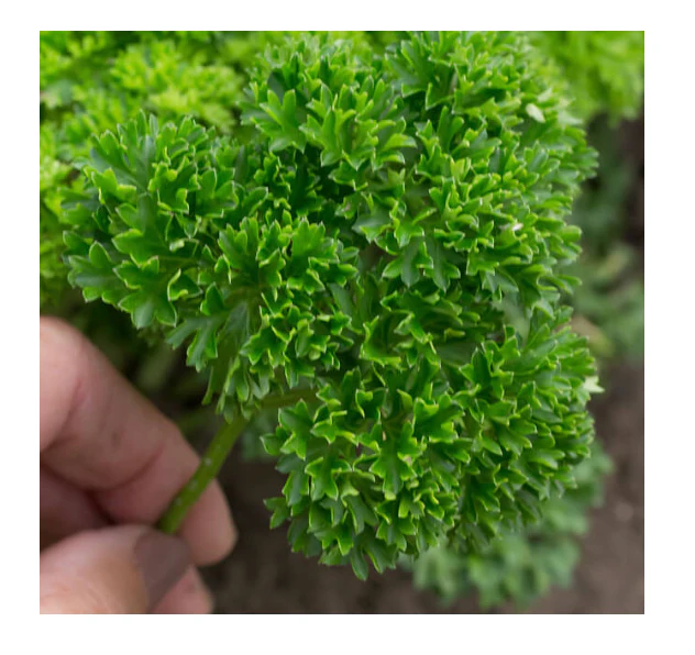 Parsley | Moss Curled ORGANIC