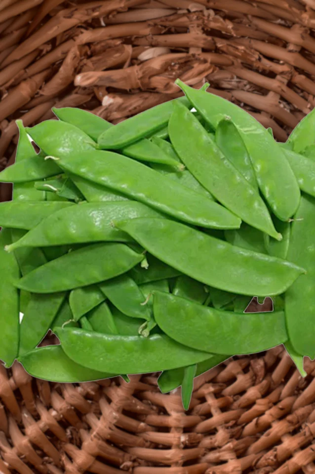 Pea | Oregon Sugar Pod ORGANIC