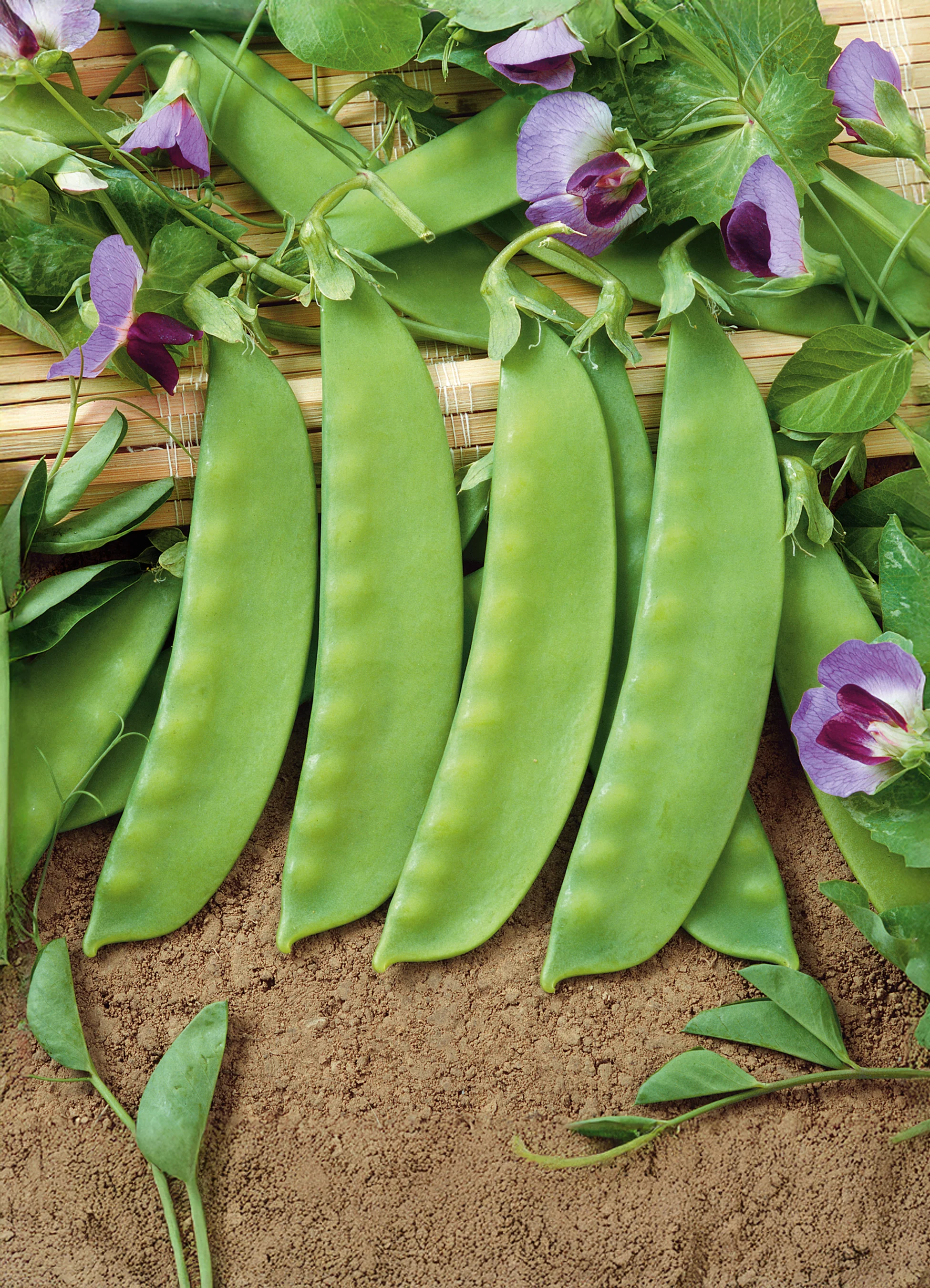 Snow Peas | Dwarf Grey Sugar (Bush)