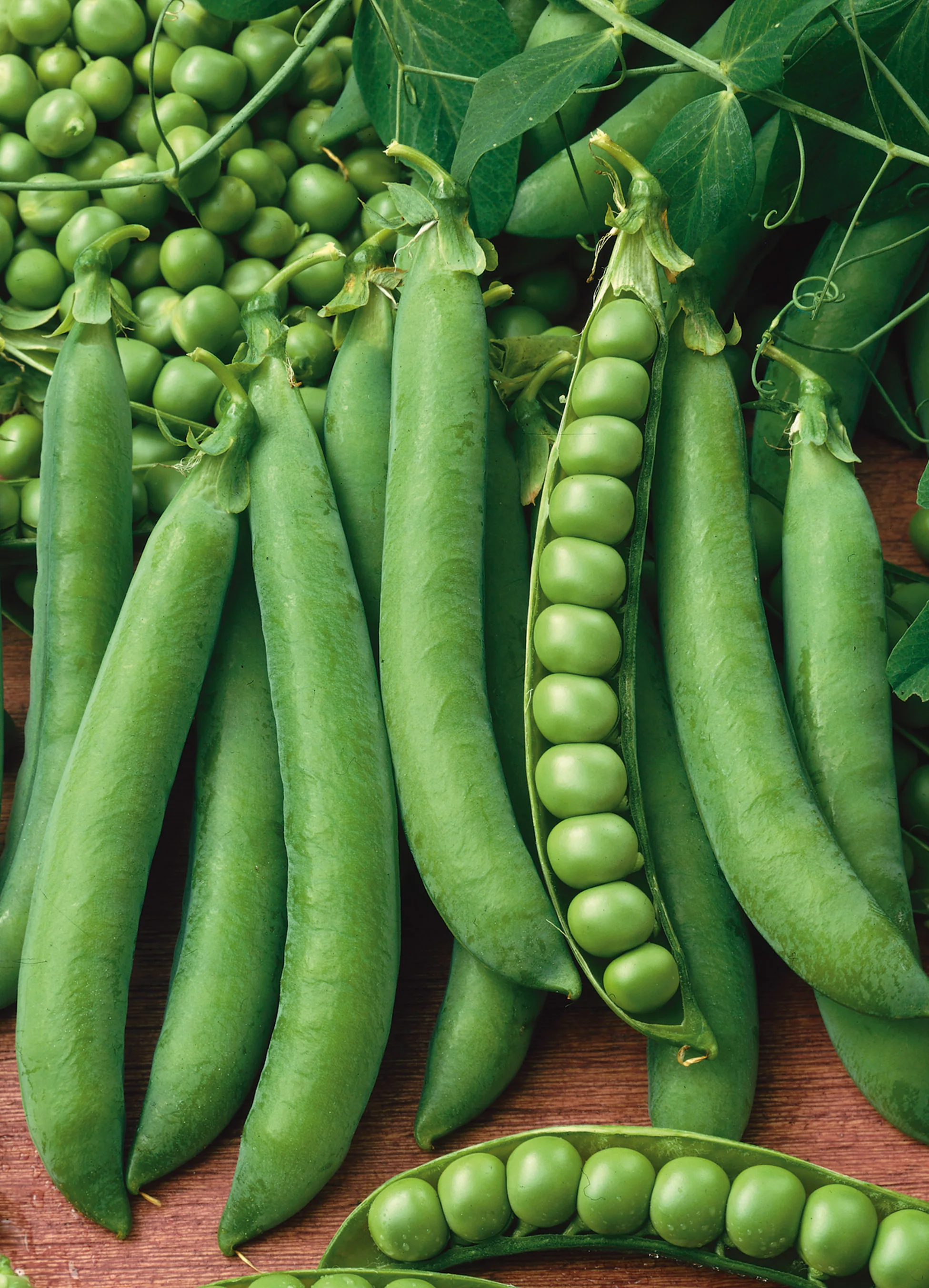 Peas | Green Arrow (Bush)