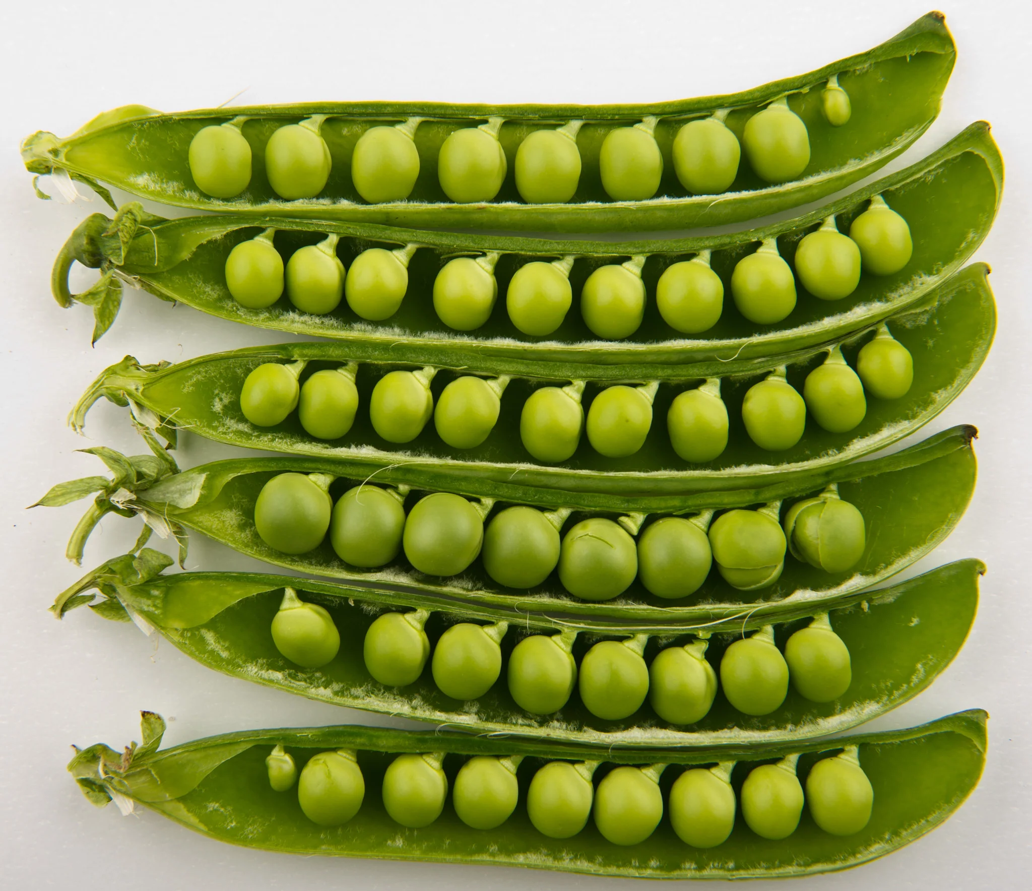 Peas | Lincoln Homesteader (Bush)