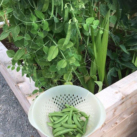 Snap Peas | Sugar Snap (Vine) - Image 3