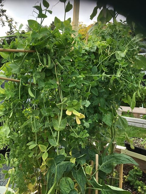 Snap Peas | Sugar Snap (Vine) - Image 4