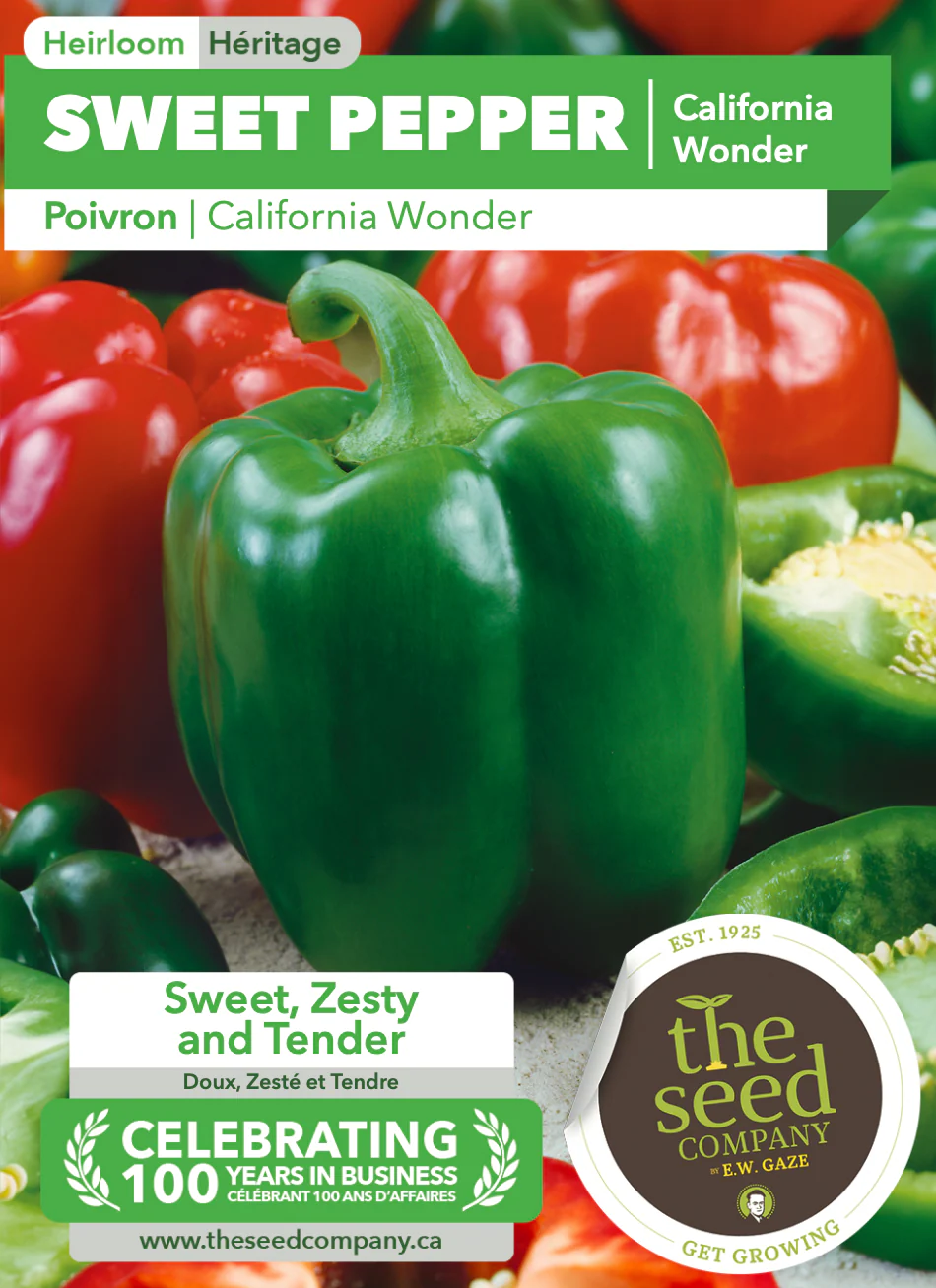 Sweet Pepper | California Wonder - Image 2