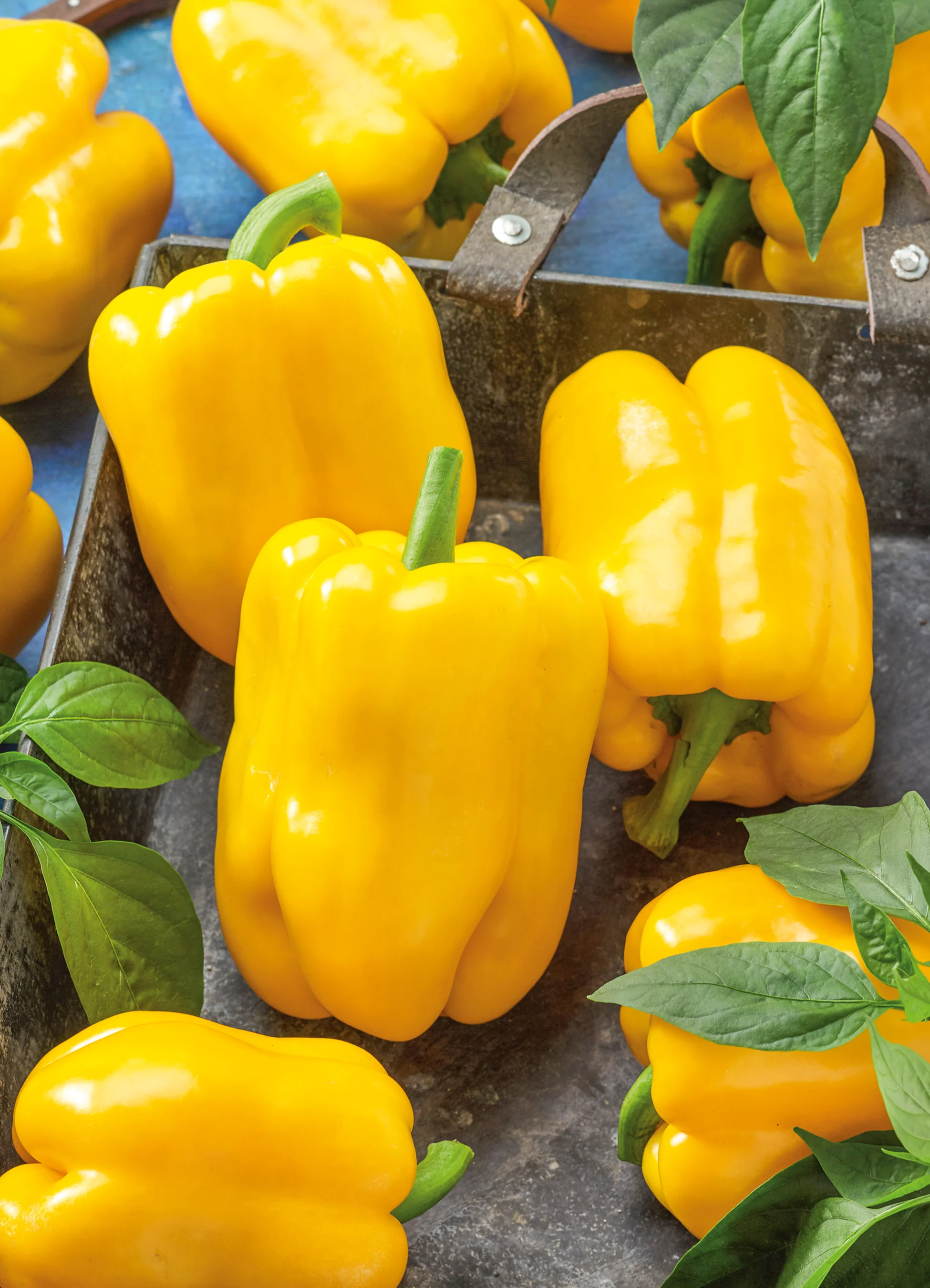 Sweet Pepper | Golden California Wonder