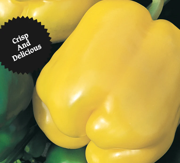 Sweet Pepper | Golden California Wonder - Image 2