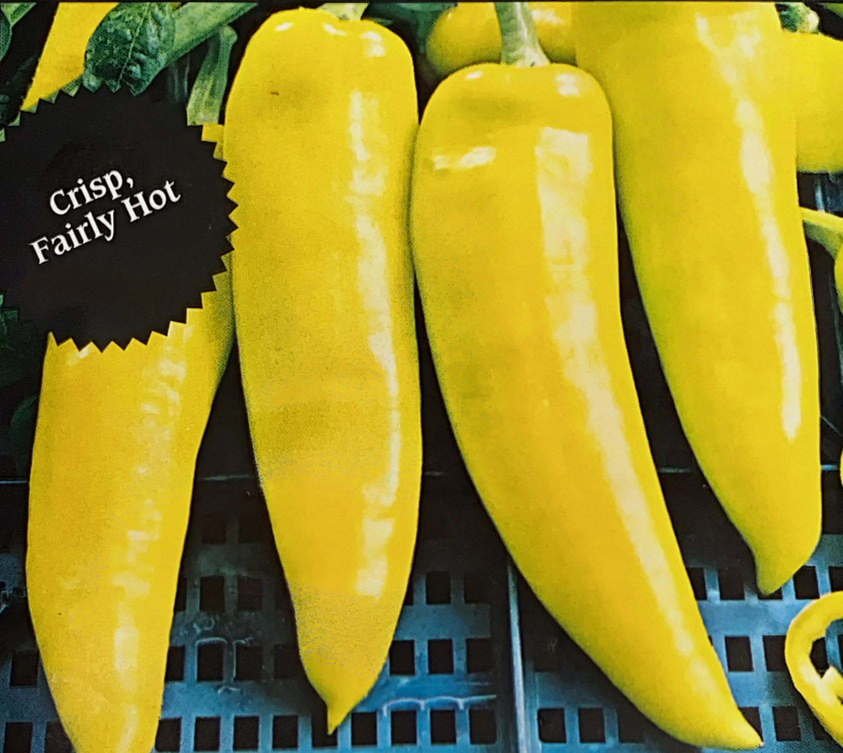 Hot Pepper | Hungarian Yellow Wax