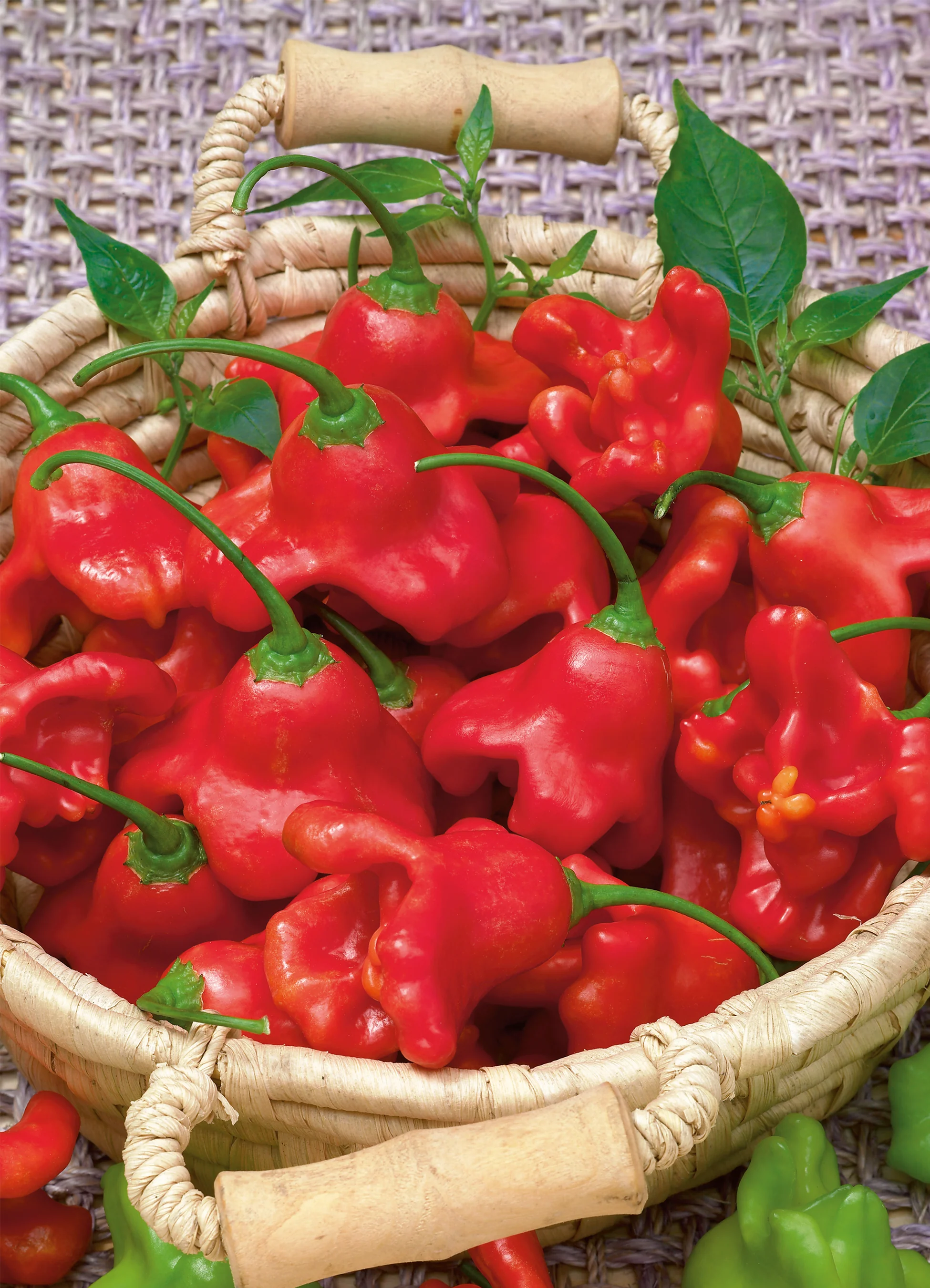 Hot Pepper | Mad Hatter