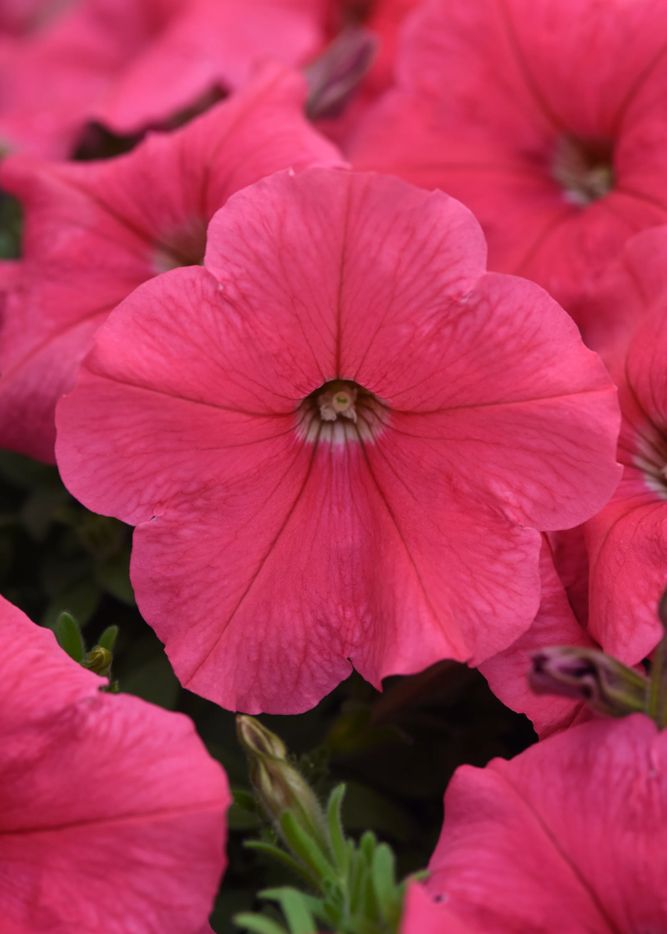 Petunia | Coral Wave