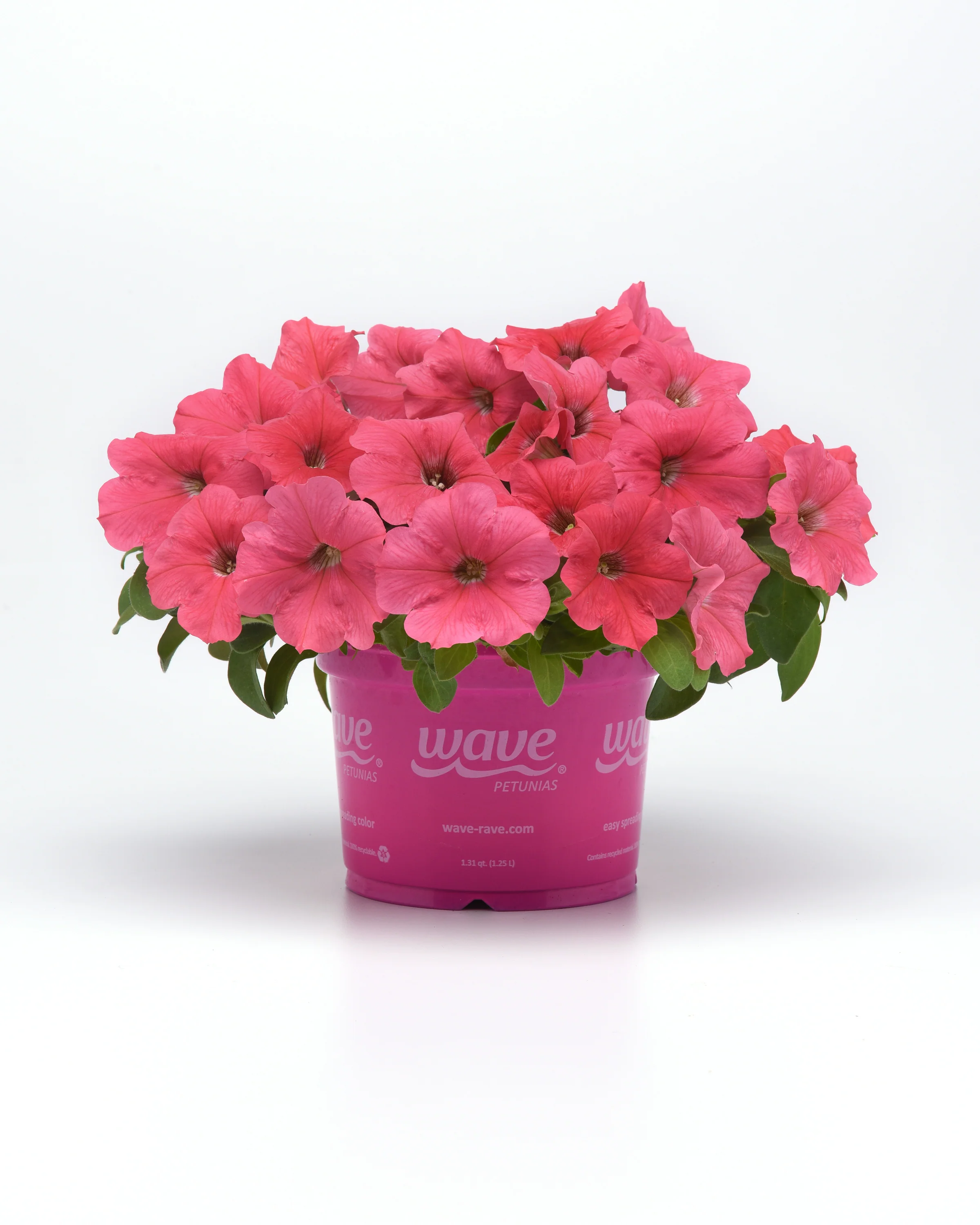 Petunia | Coral Wave - Image 4