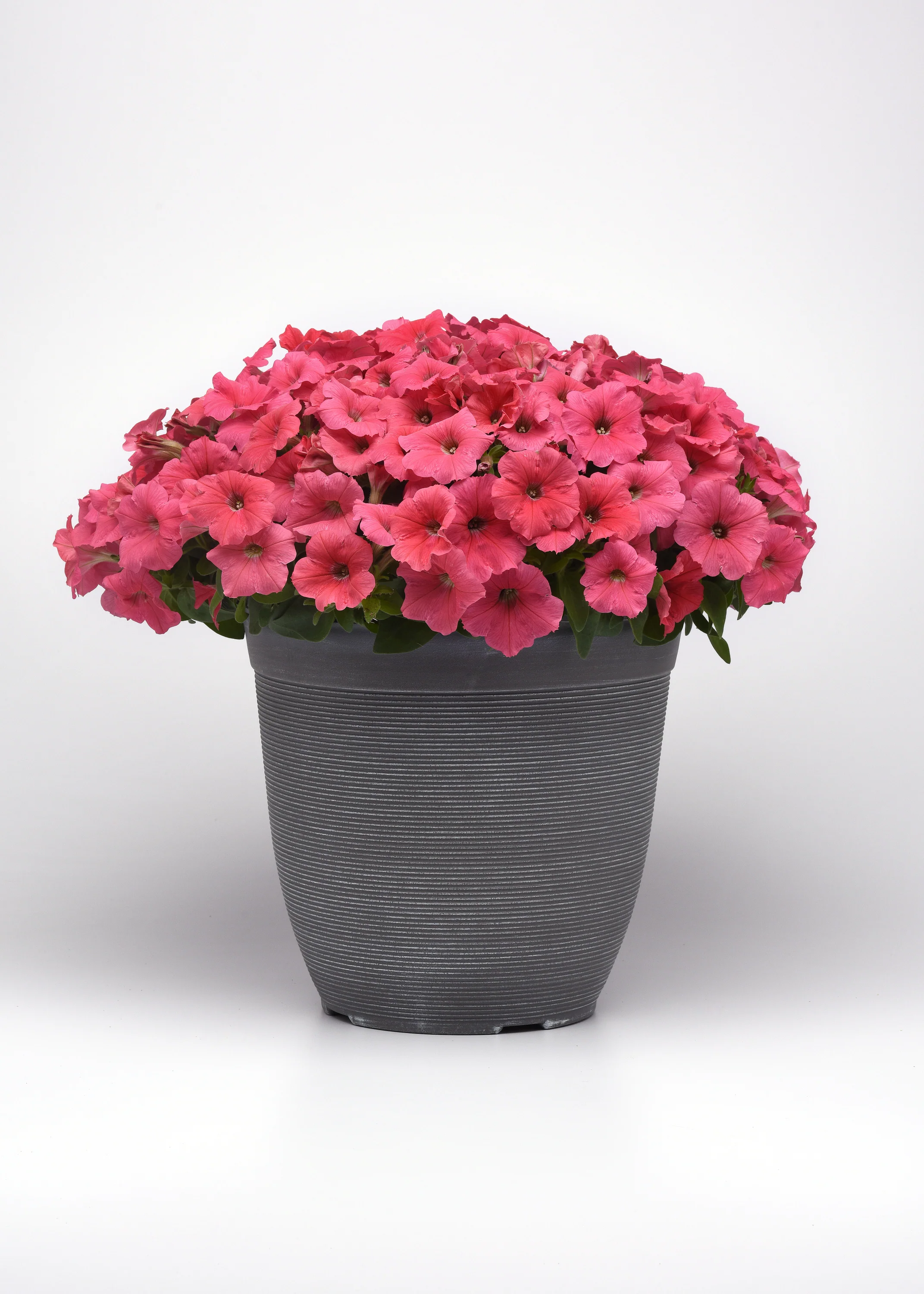 Petunia | Coral Wave - Image 5
