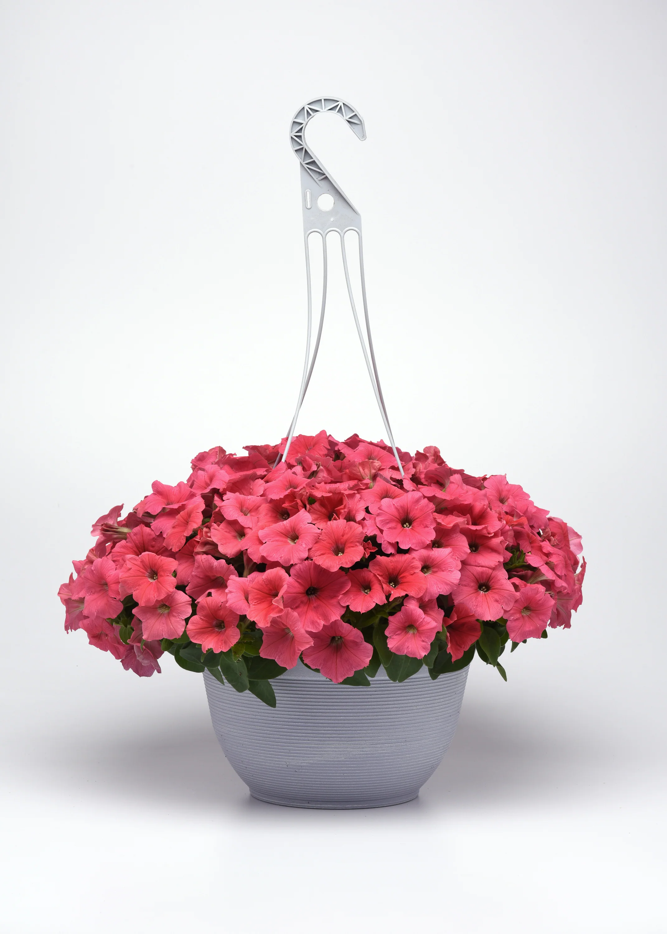Petunia | Coral Wave - Image 6
