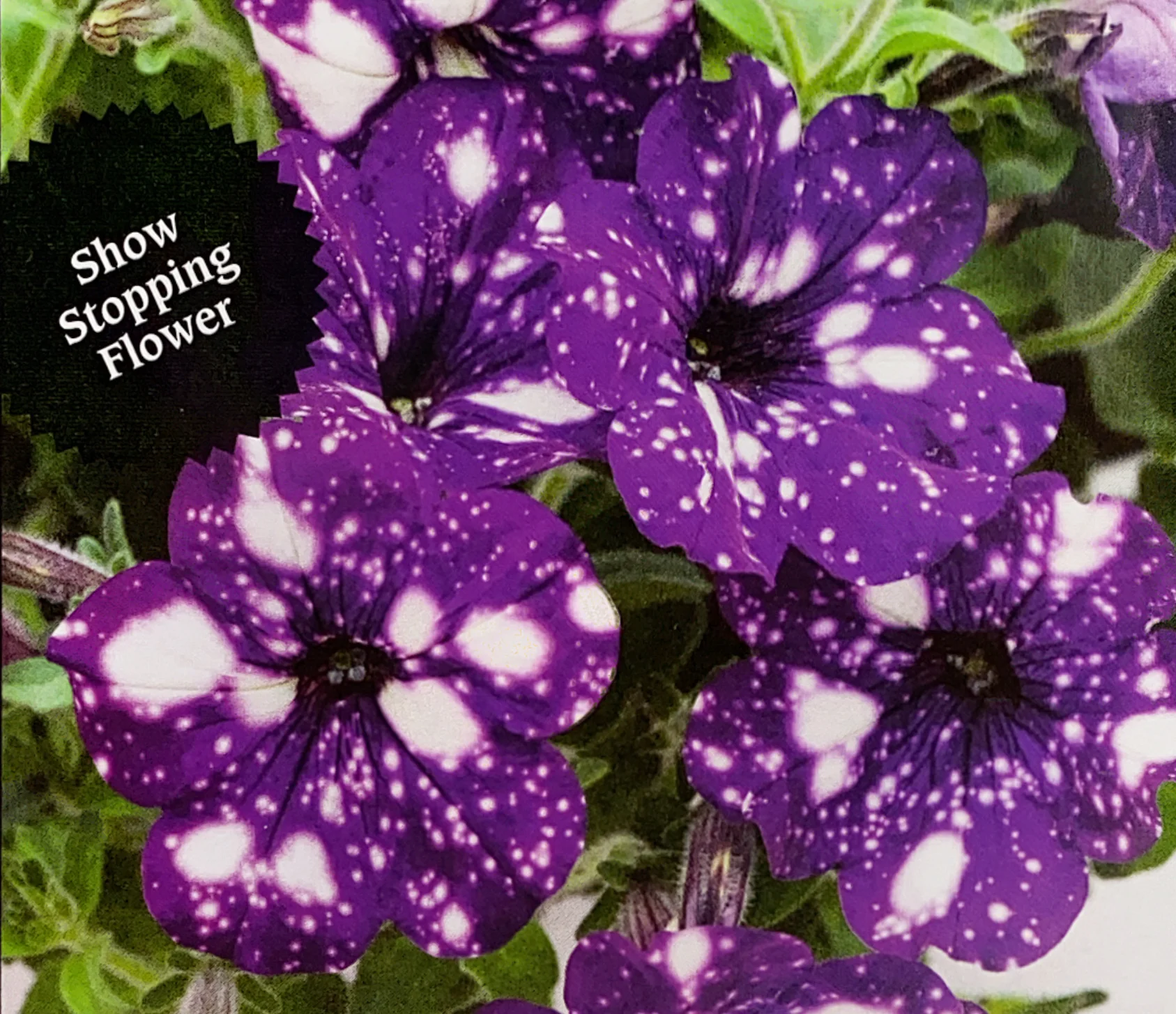 Petunia | Galaxy