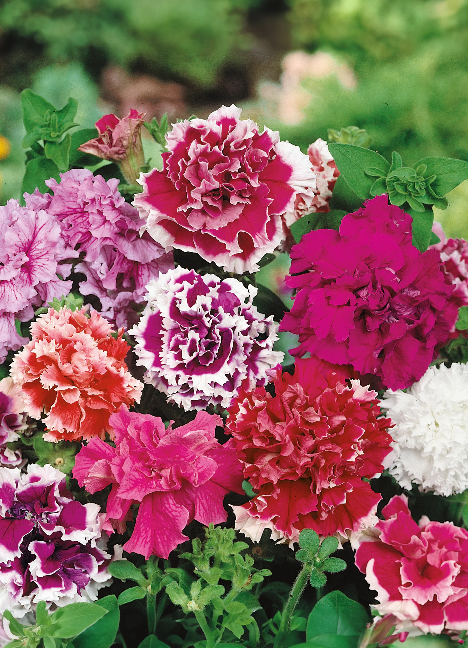 Petunia | Grandiflora Double Mix