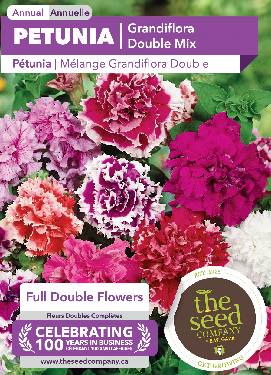 Petunia | Grandiflora Double Mix - Image 2