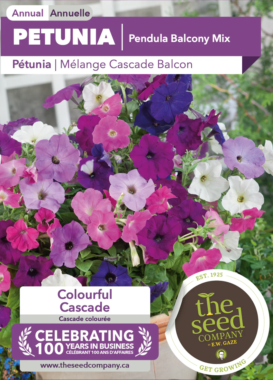 Petunia | Pendula Balcony Mix - Image 2