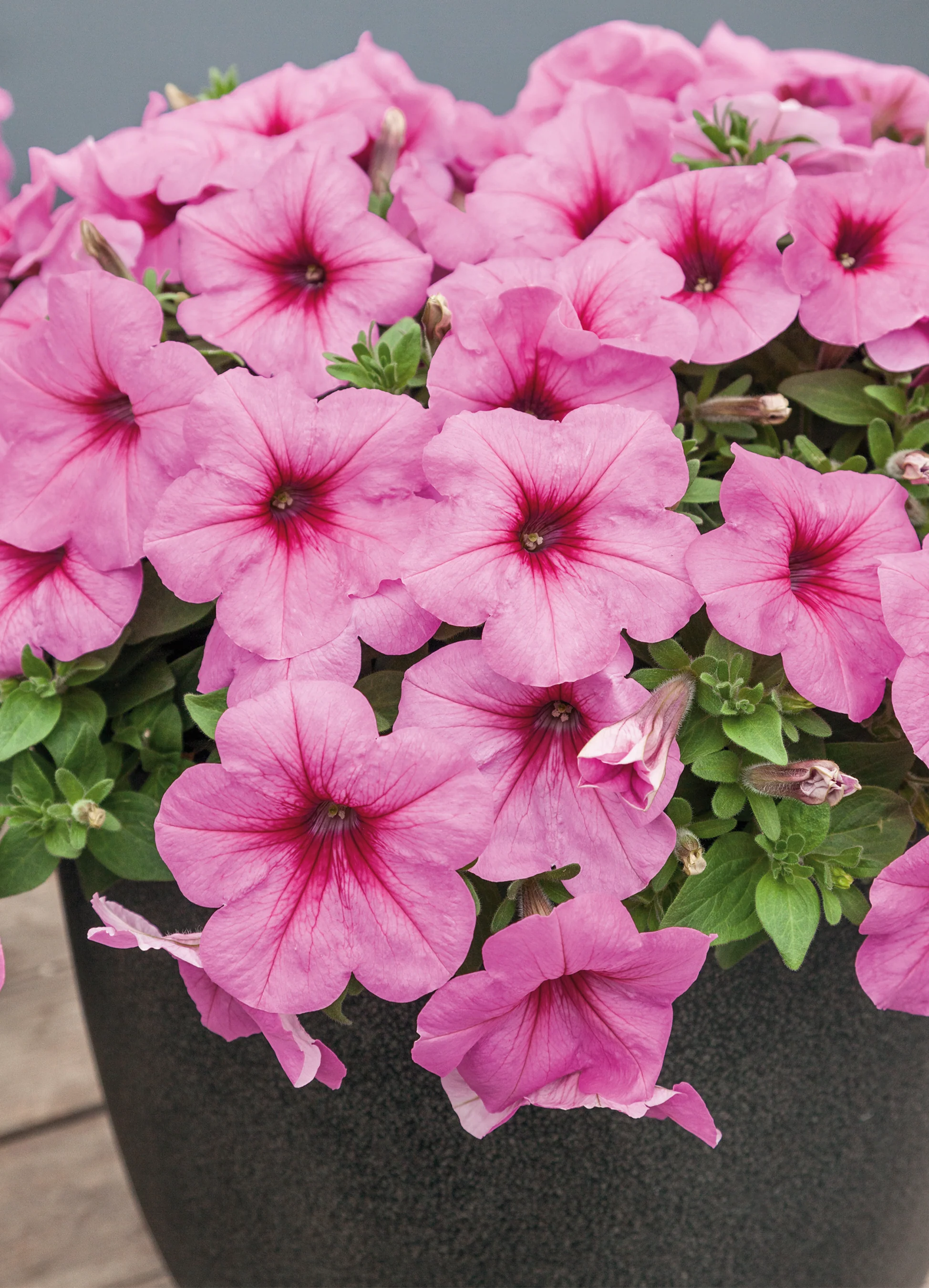 Petunia | Pink Wave