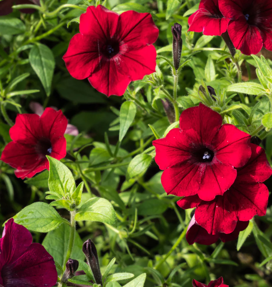 Petunia | Red Velour Wave