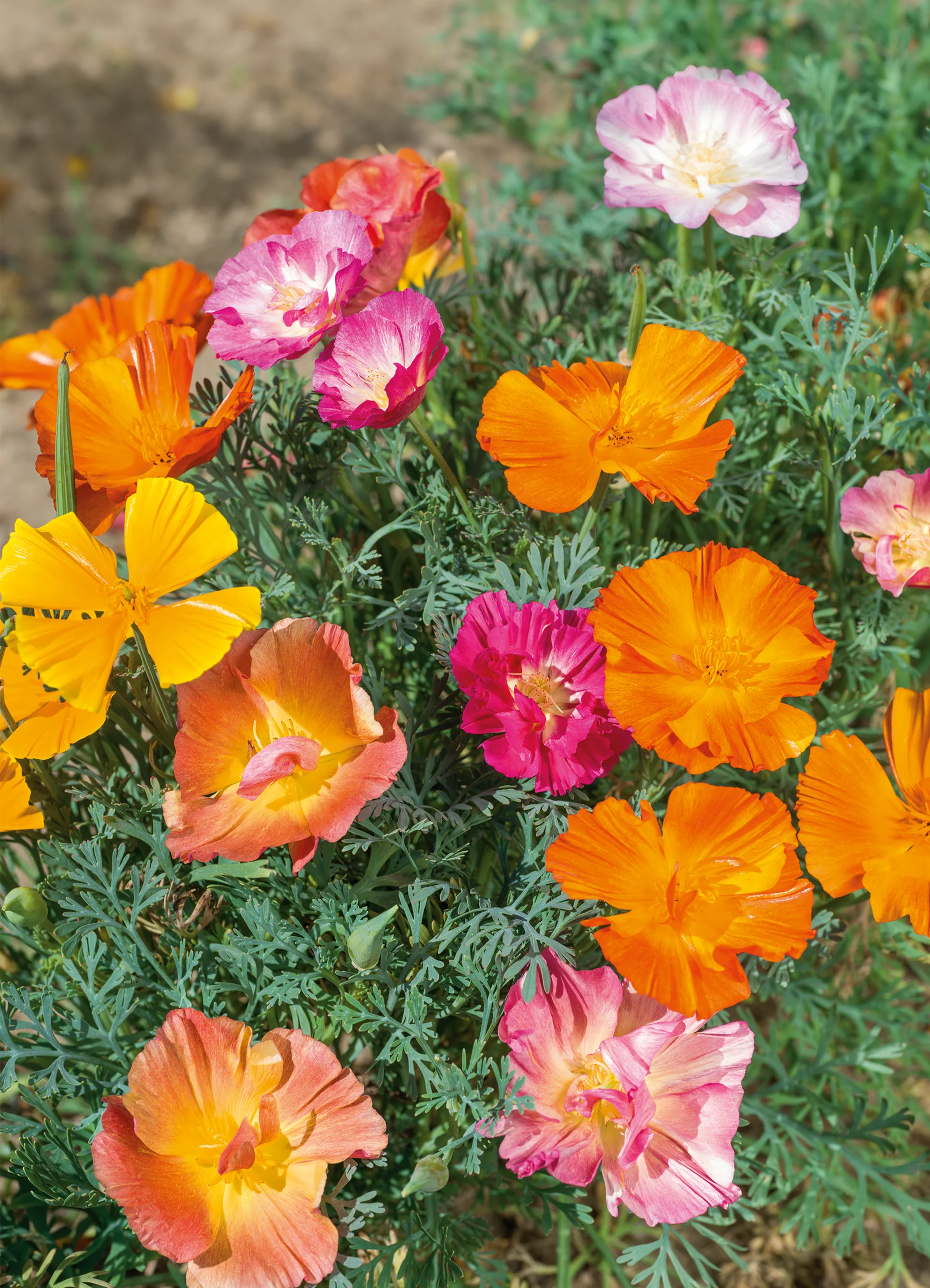 California Poppy | Mission Bells Mix