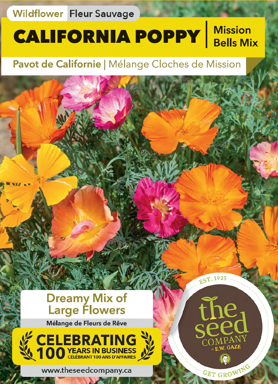 California Poppy | Mission Bells Mix - Image 2