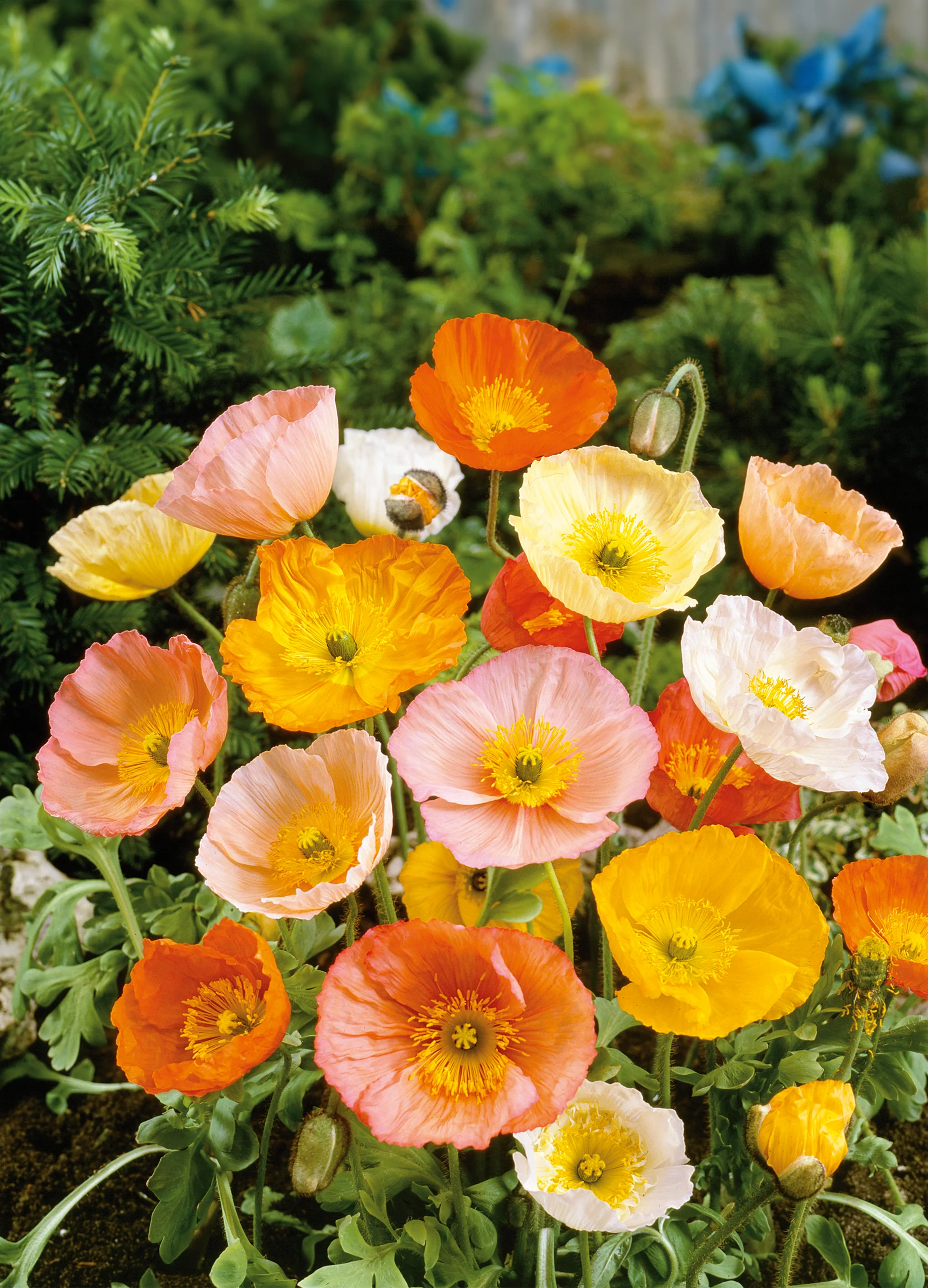 Iceland Poppy | Mixed Colours