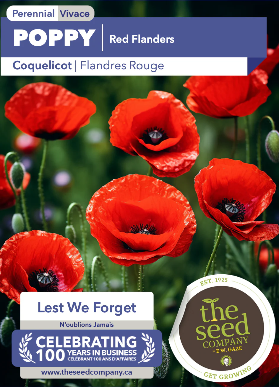 Poppy | Red Flanders - Image 2