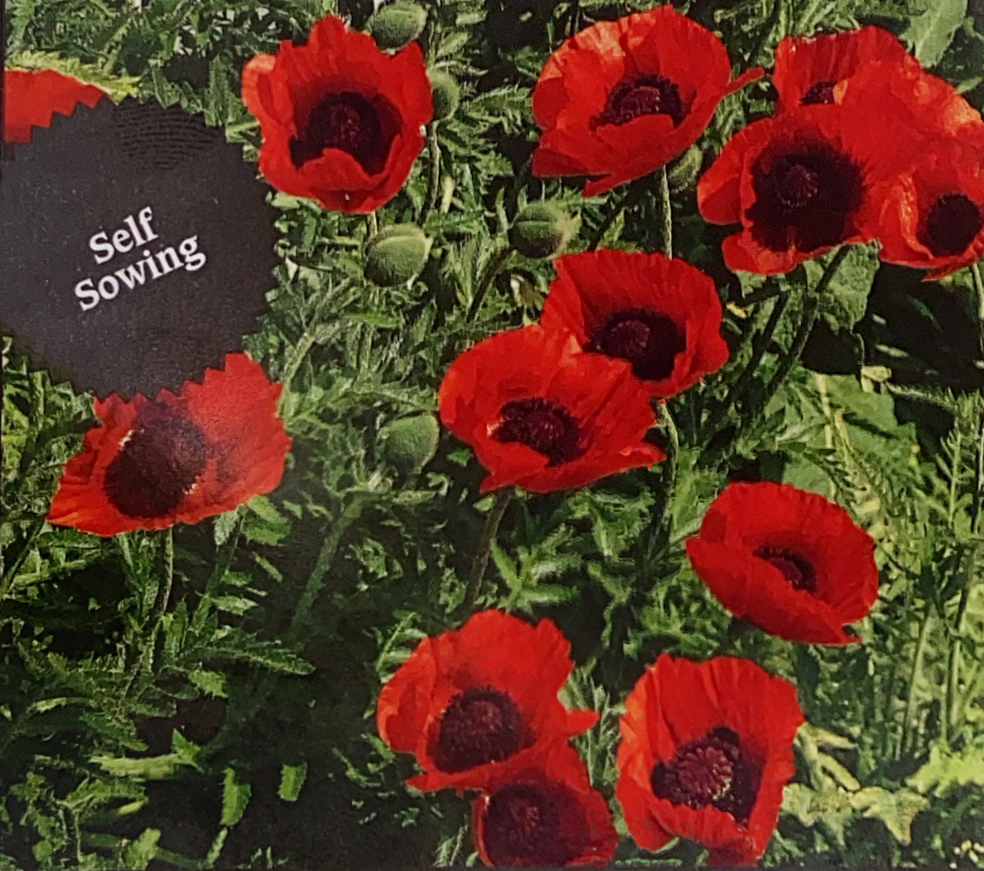 Poppy | Red Flanders - Image 3