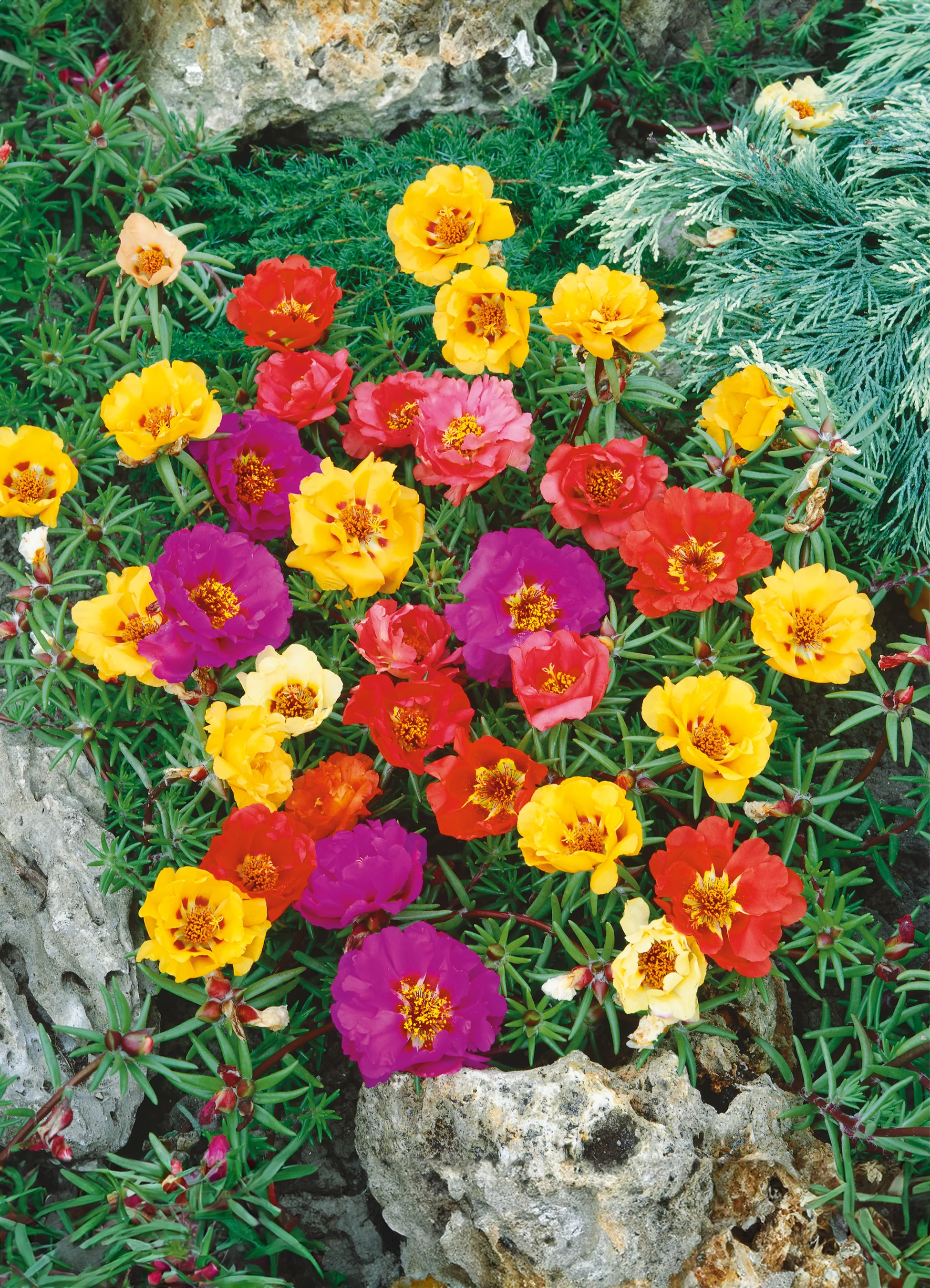 Portulaca | Double Mix