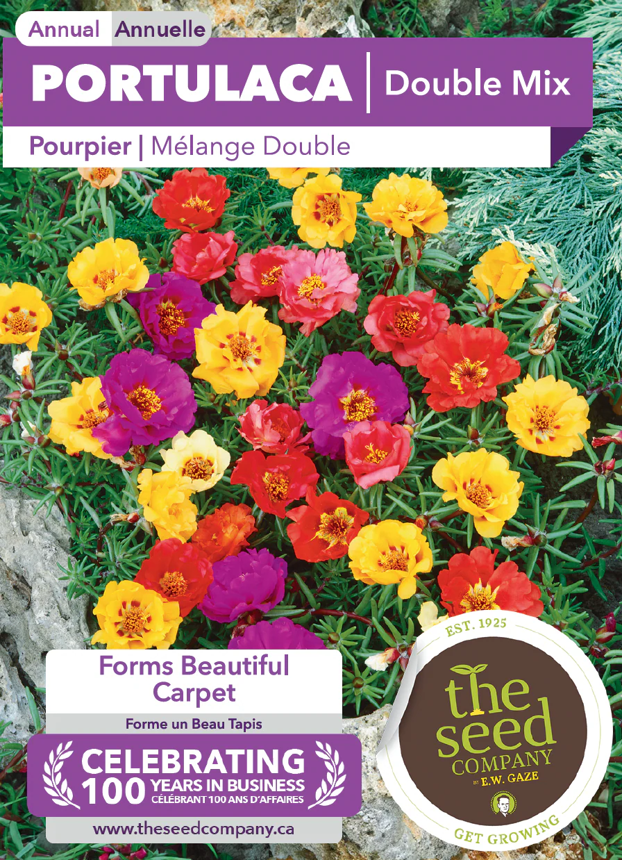 Portulaca | Double Mix - Image 2